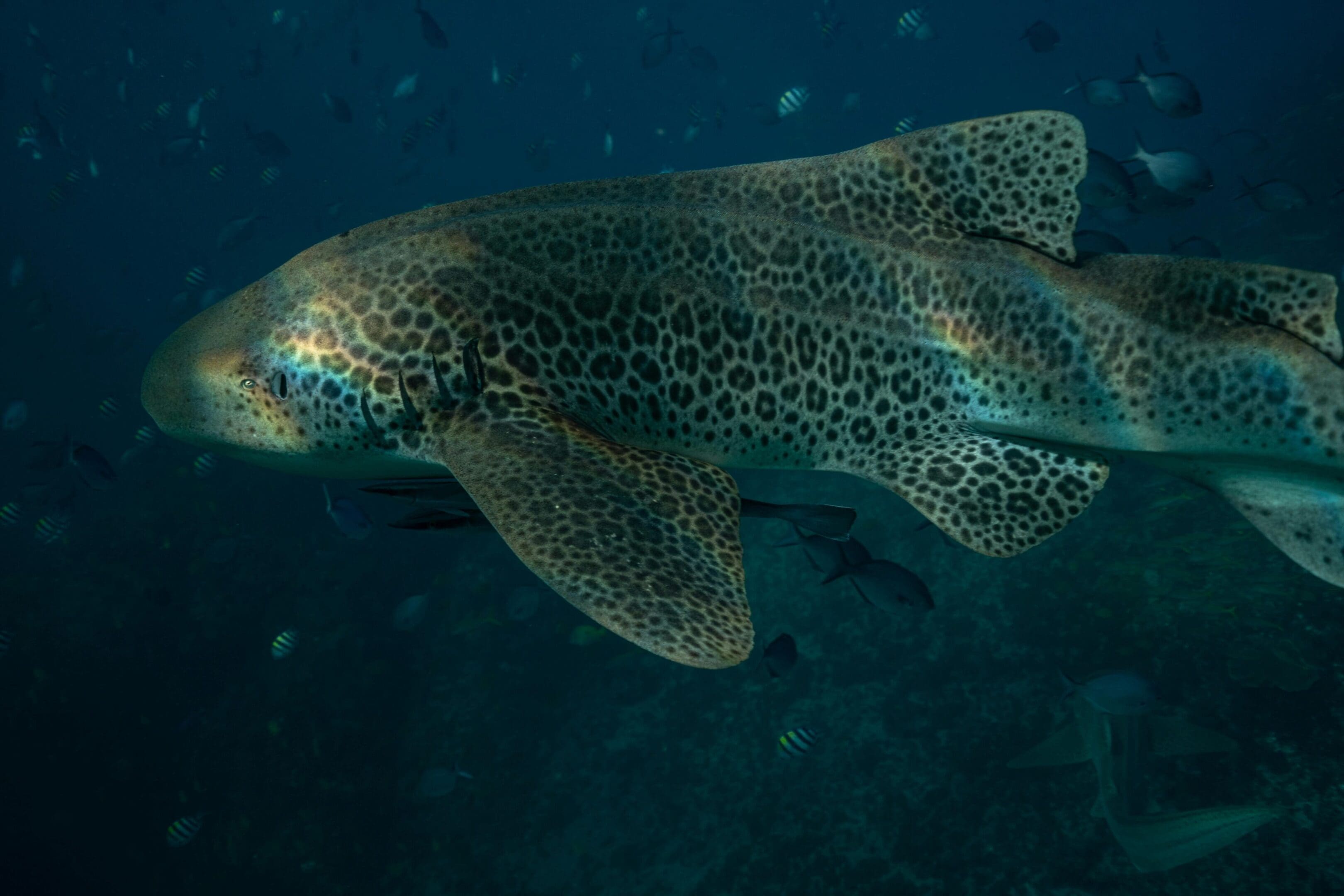 A leopard shark swimming in the ocean.