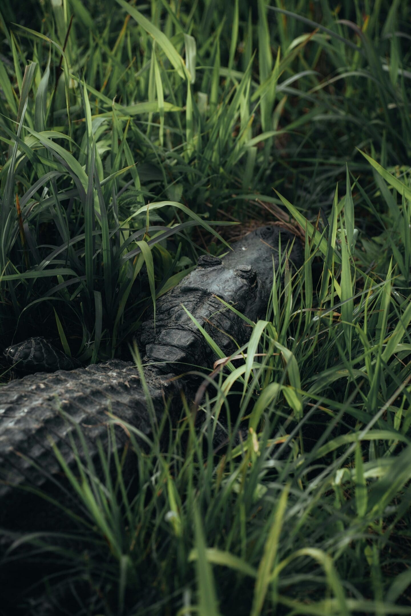 A large alligator is sitting in the grass.