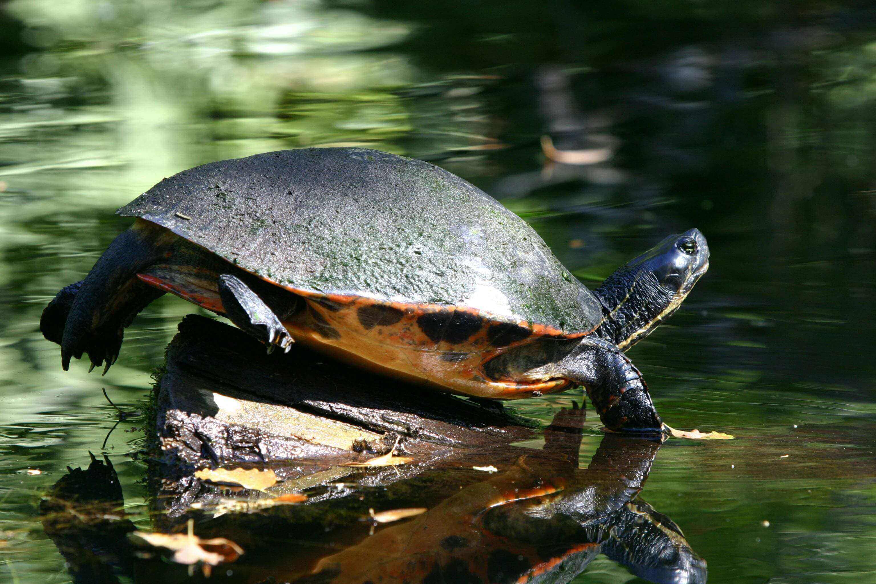 A turtle is sitting on the water 's edge.
