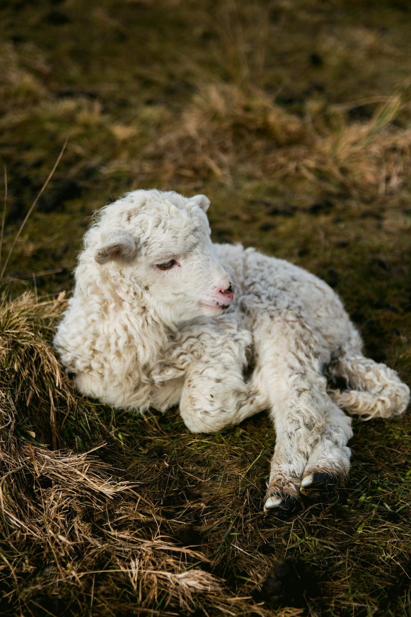A lamb laying in the grass with its head down.