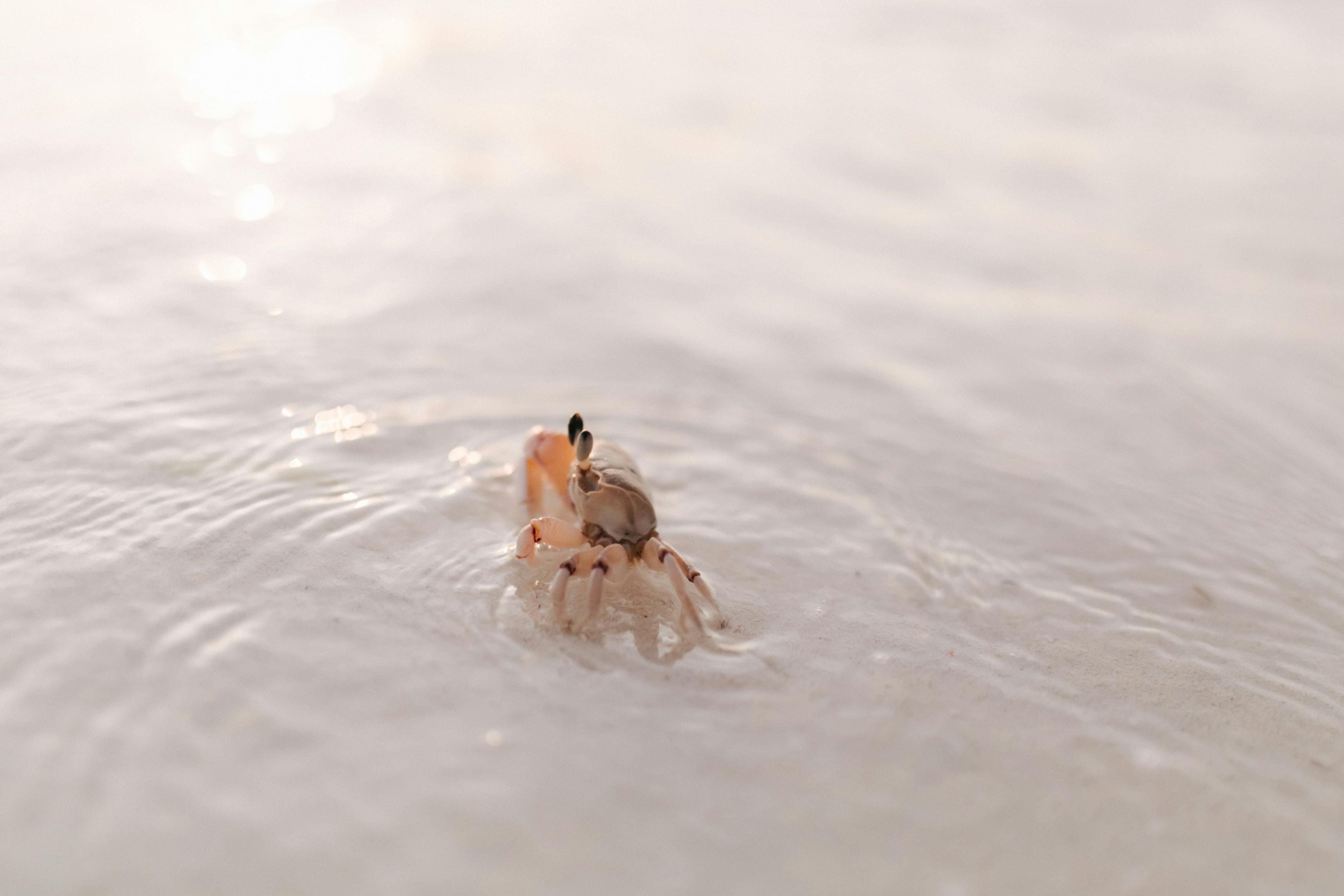 A crab is swimming in the water.