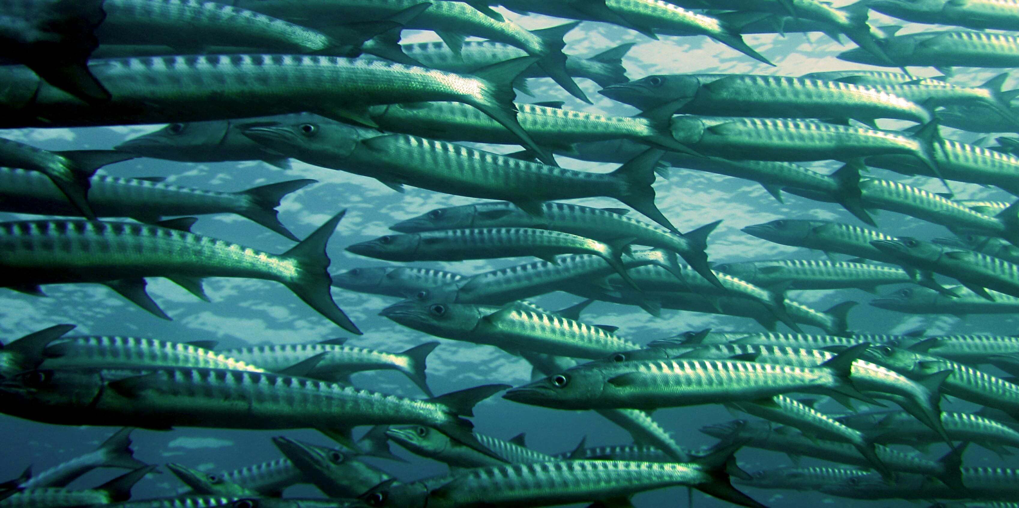 School of barracuda underwater.