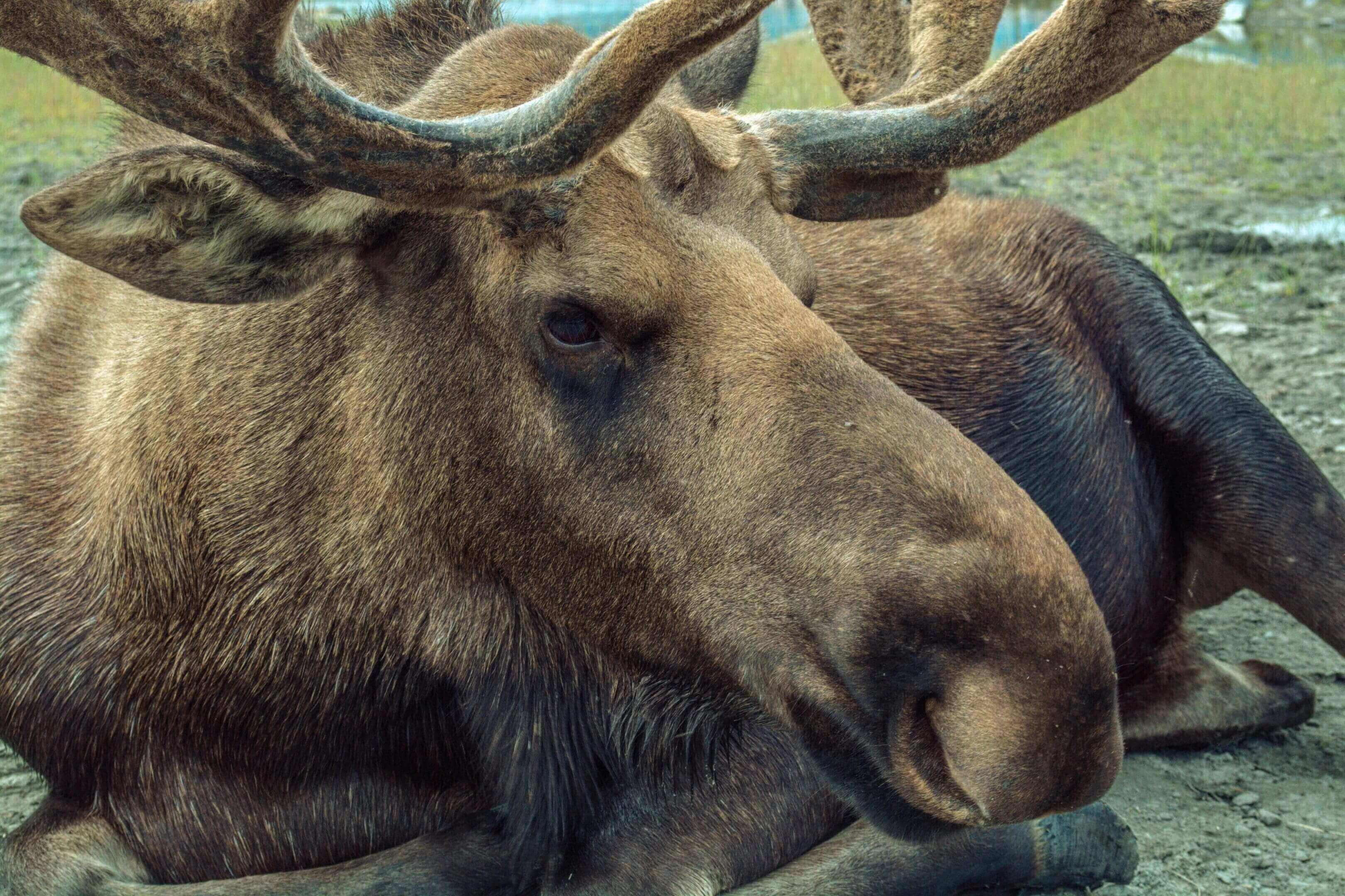 A close up of two moose with large horns