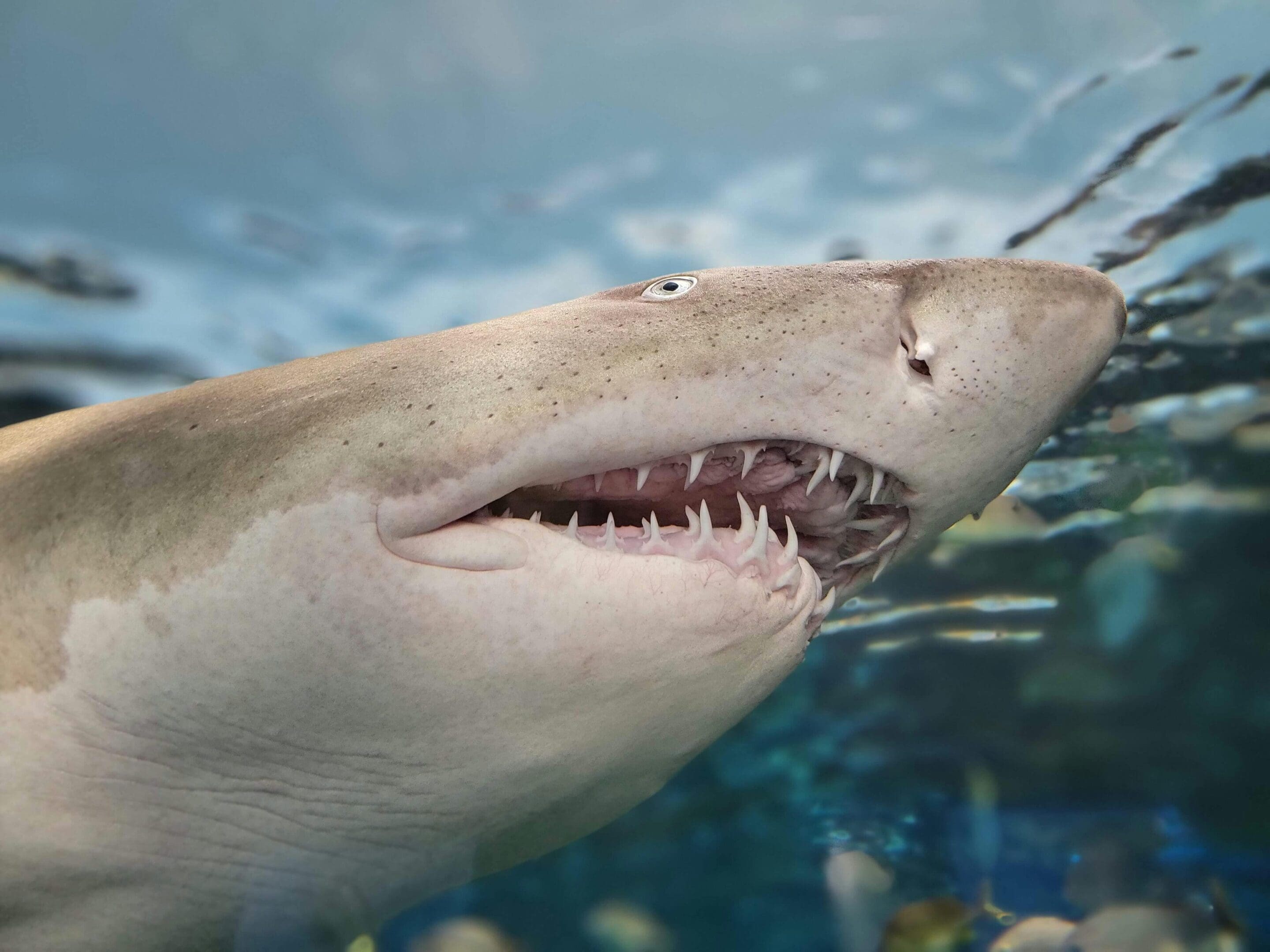 A close up of the mouth and teeth of a shark