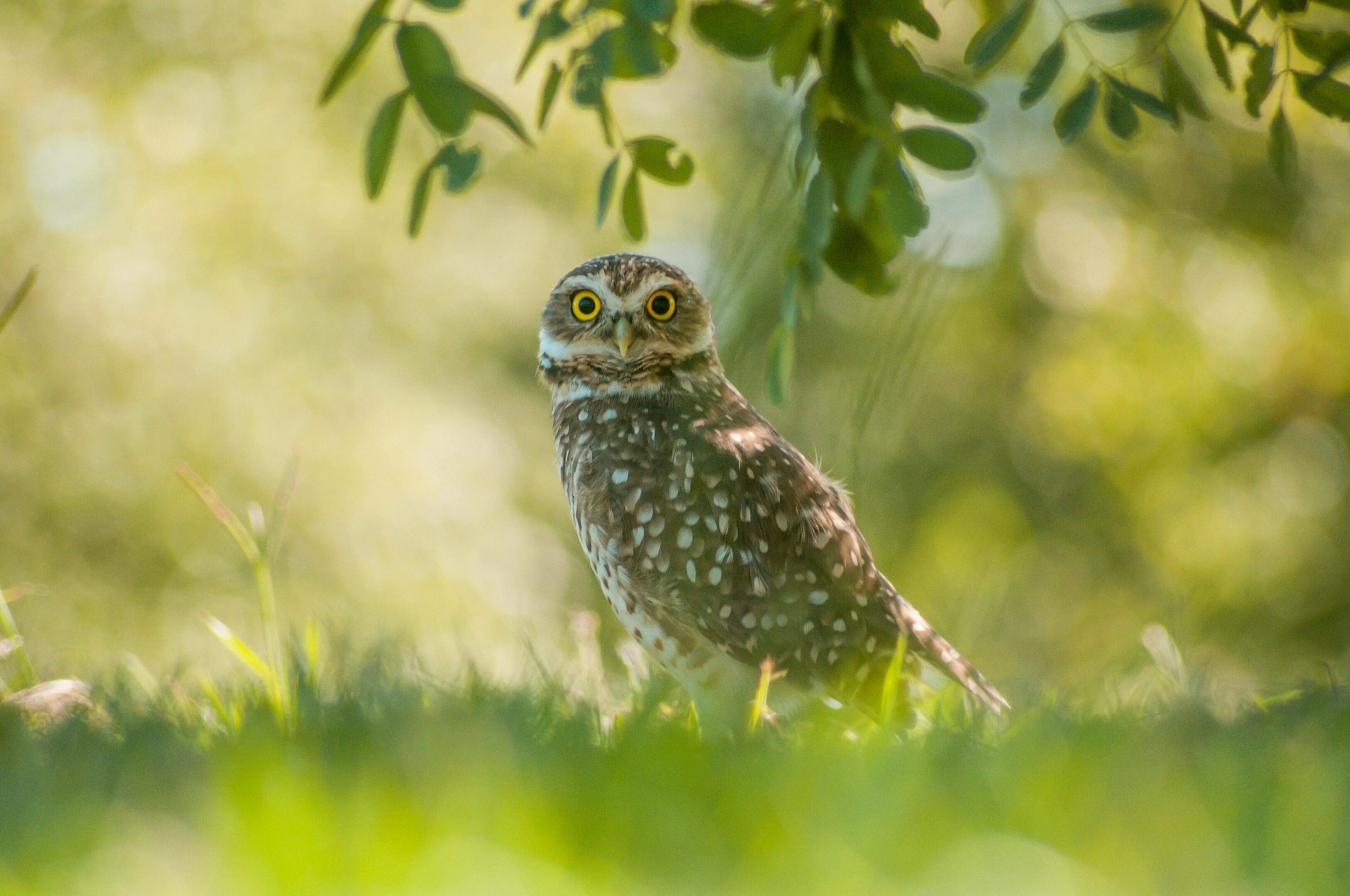 A small owl sitting in the grass near a tree.