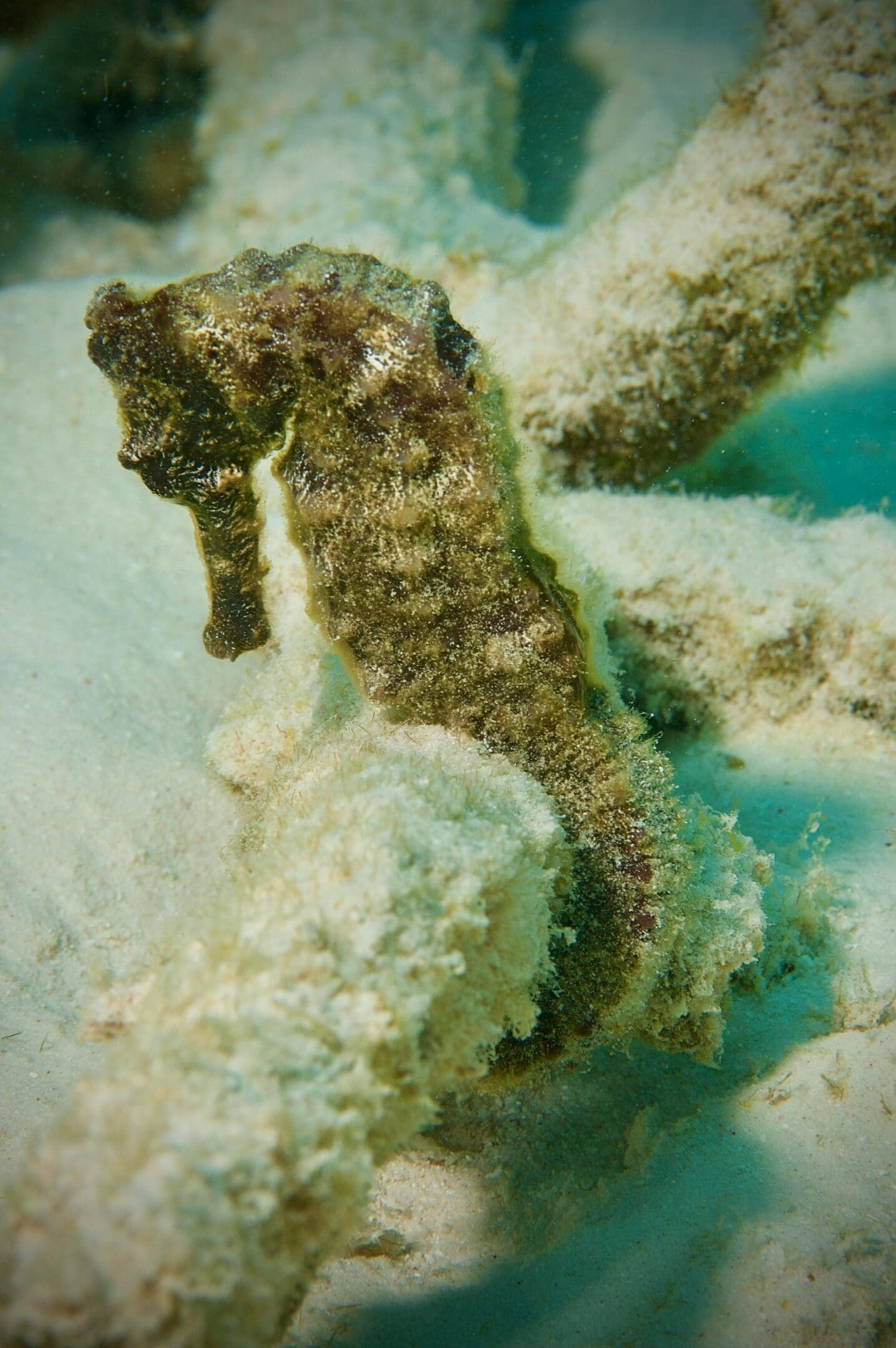 A sea horse is standing in the water.