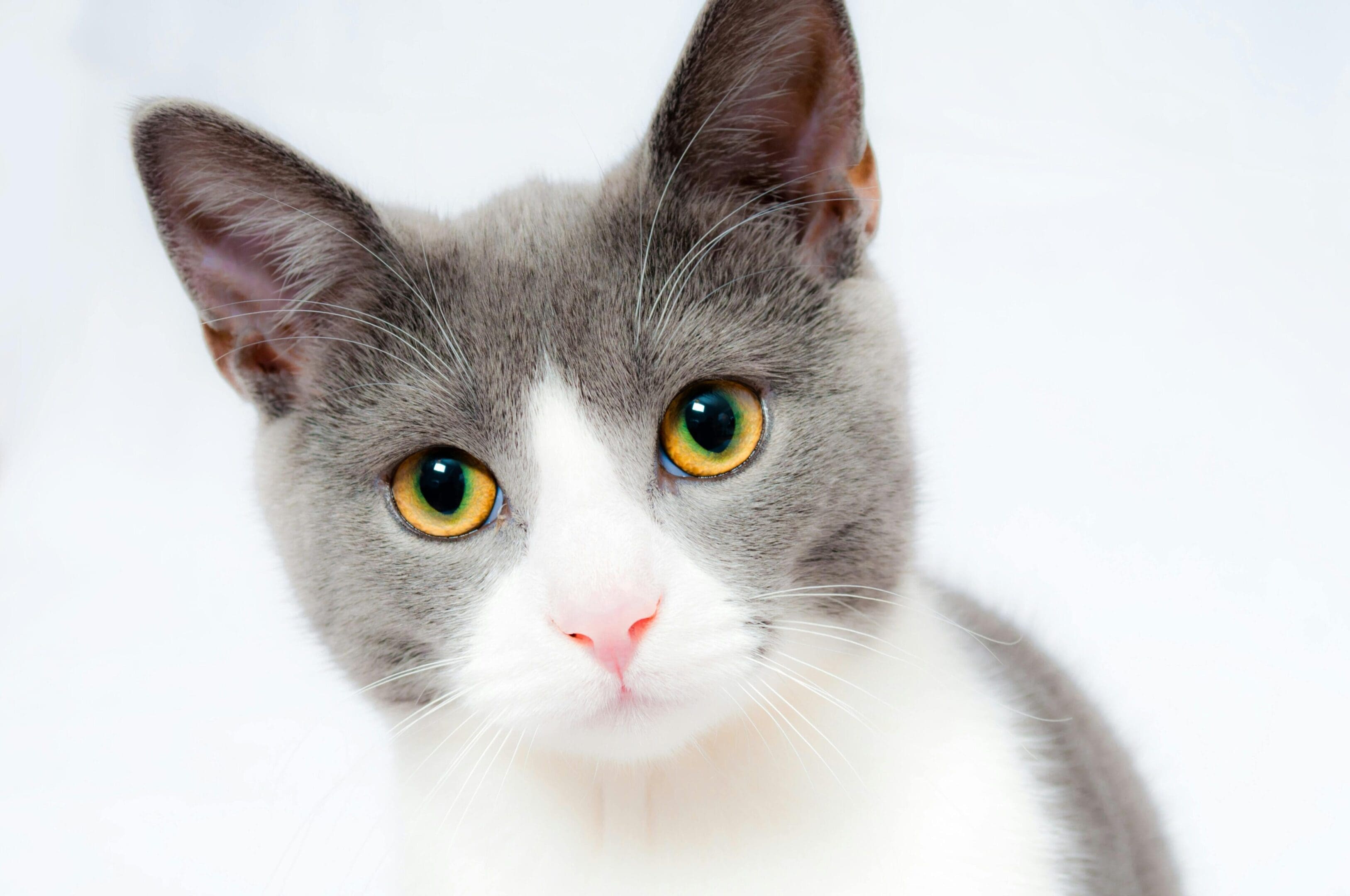 A gray and white cat with yellow eyes.