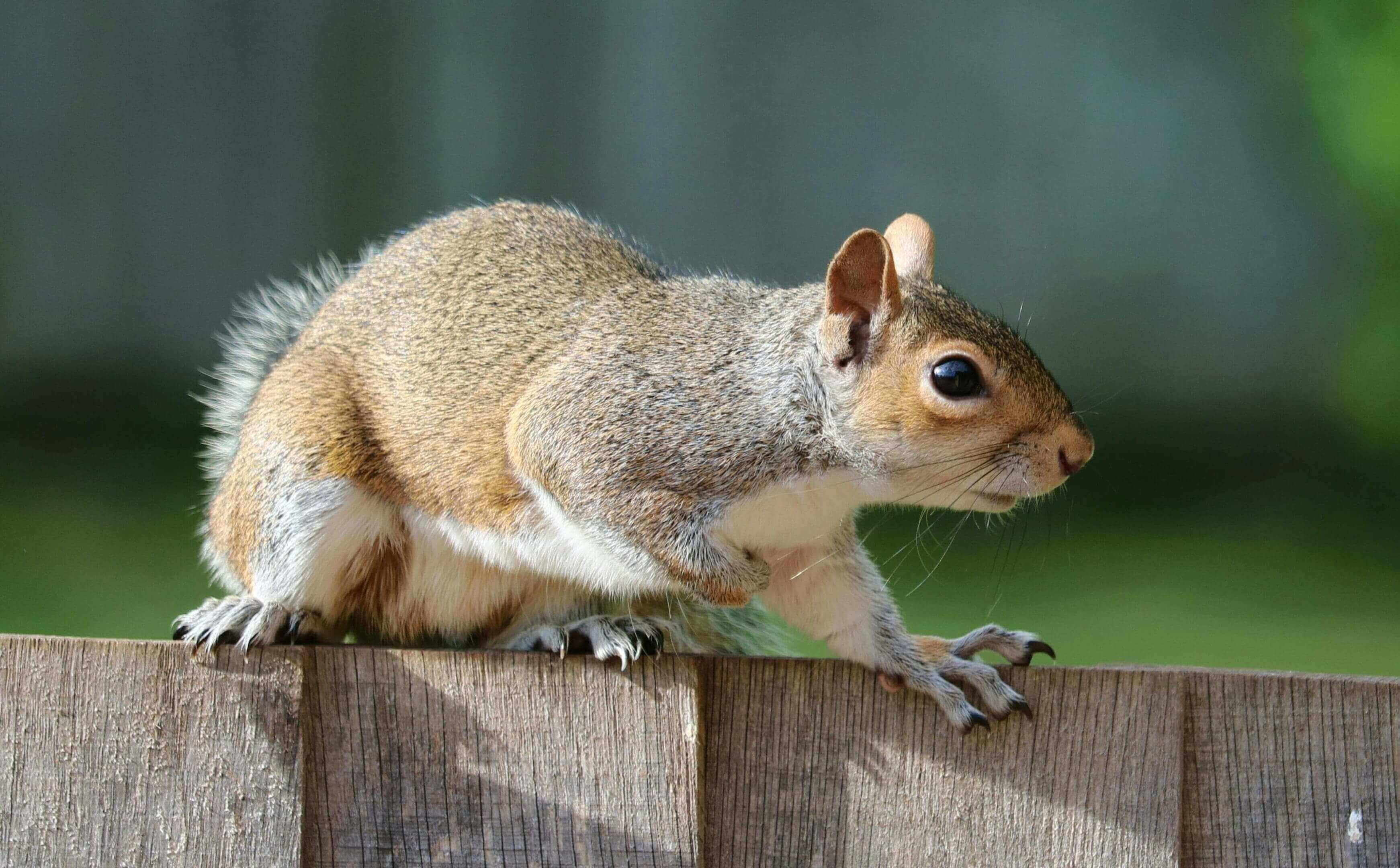 A squirrel sitting on top of a wooden fence.