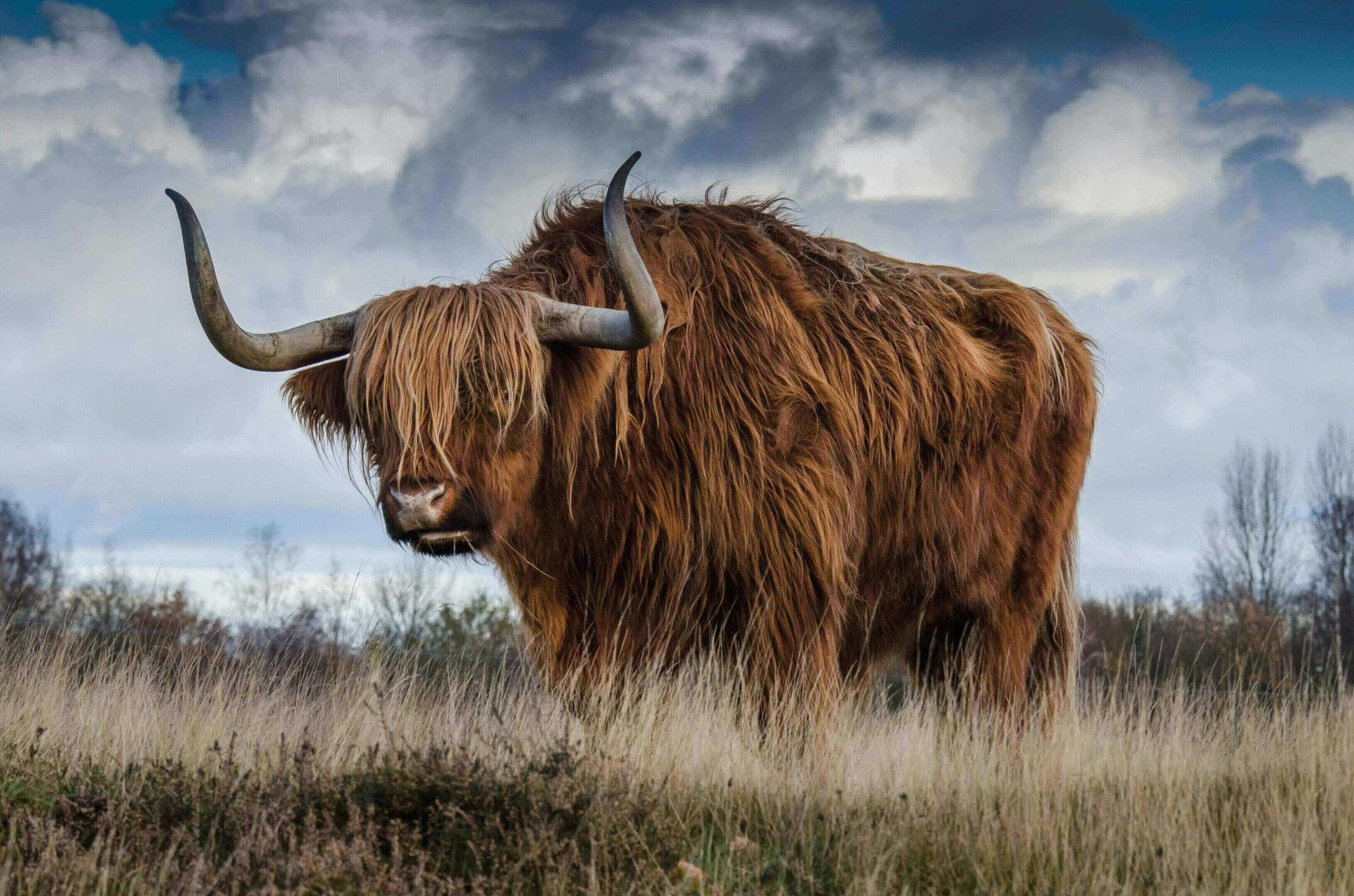 A yak with horns standing in the grass.