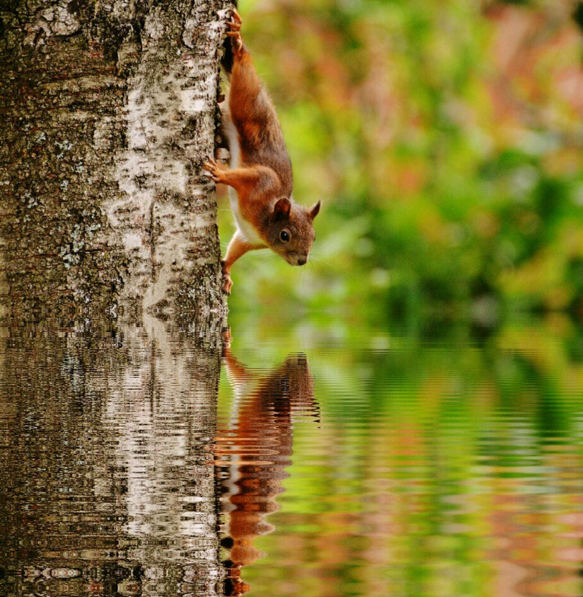 A squirrel is climbing on the side of a tree.