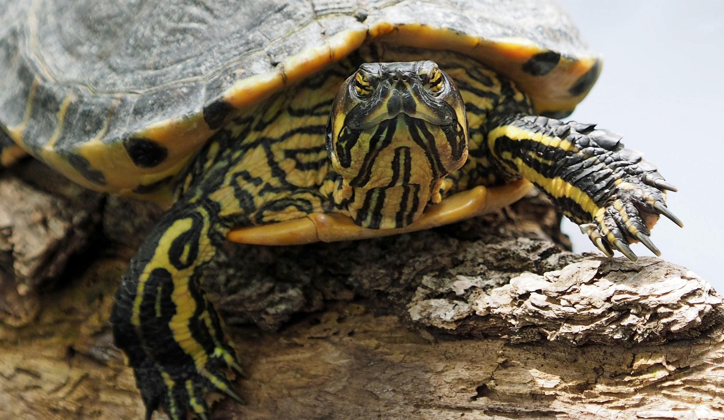 A turtle is sitting on the ground and looking at the camera.