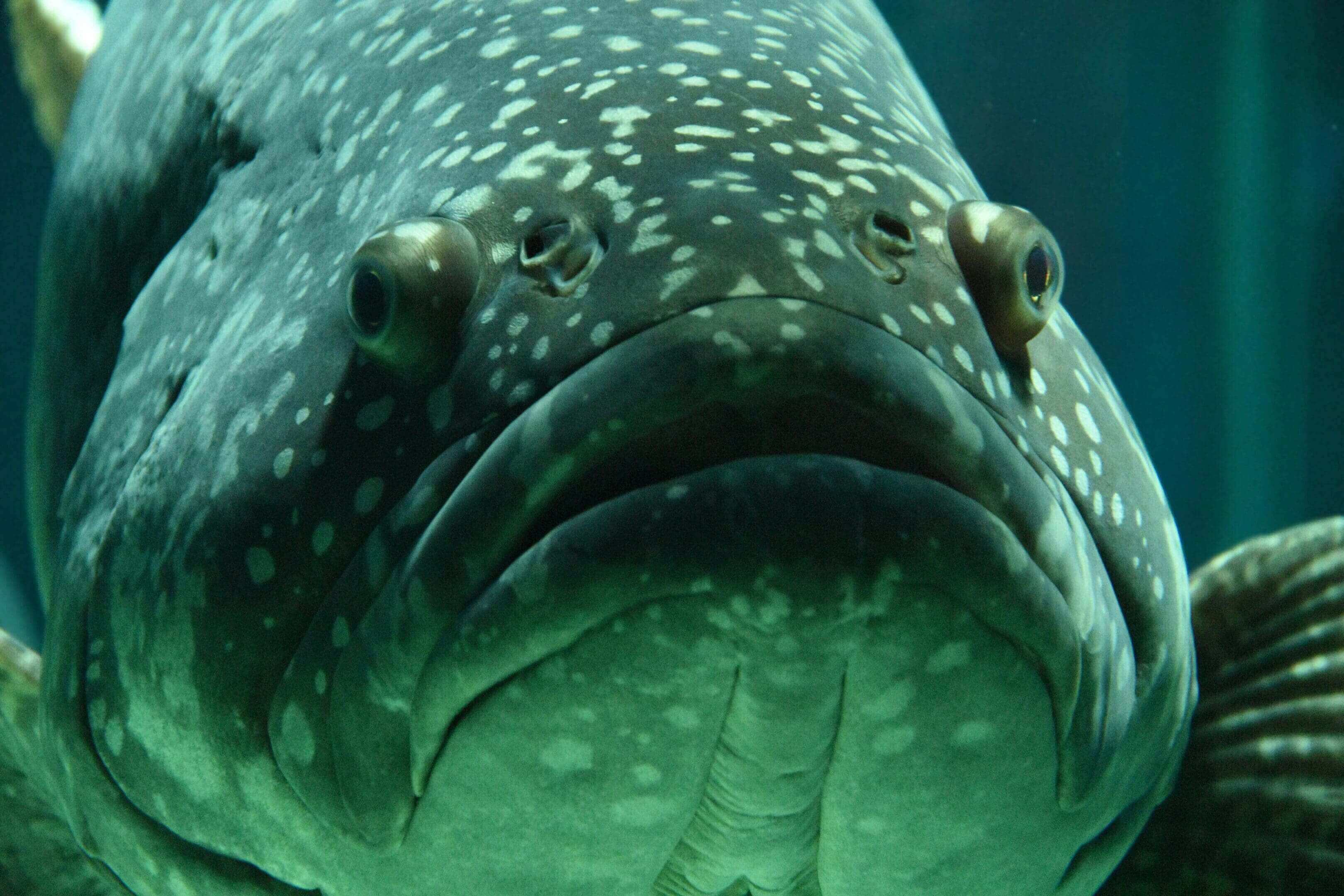 Close-up of a spotted grouper fish.