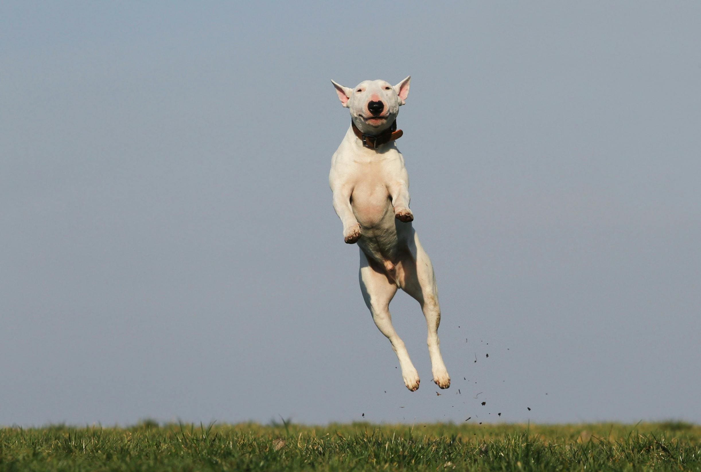A dog jumping in the air with its head down.