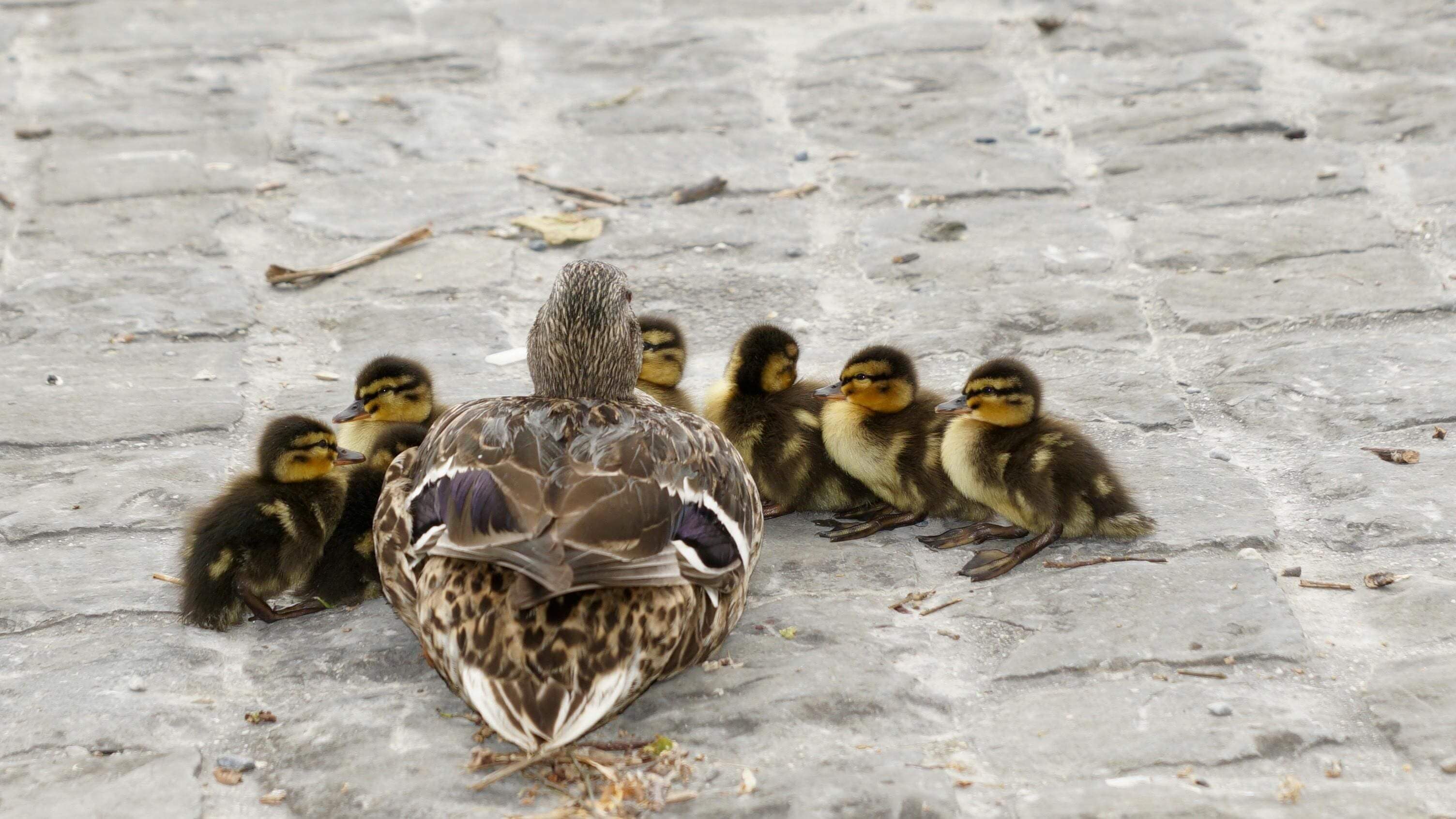A duck and her ducklings are sitting on the ground.