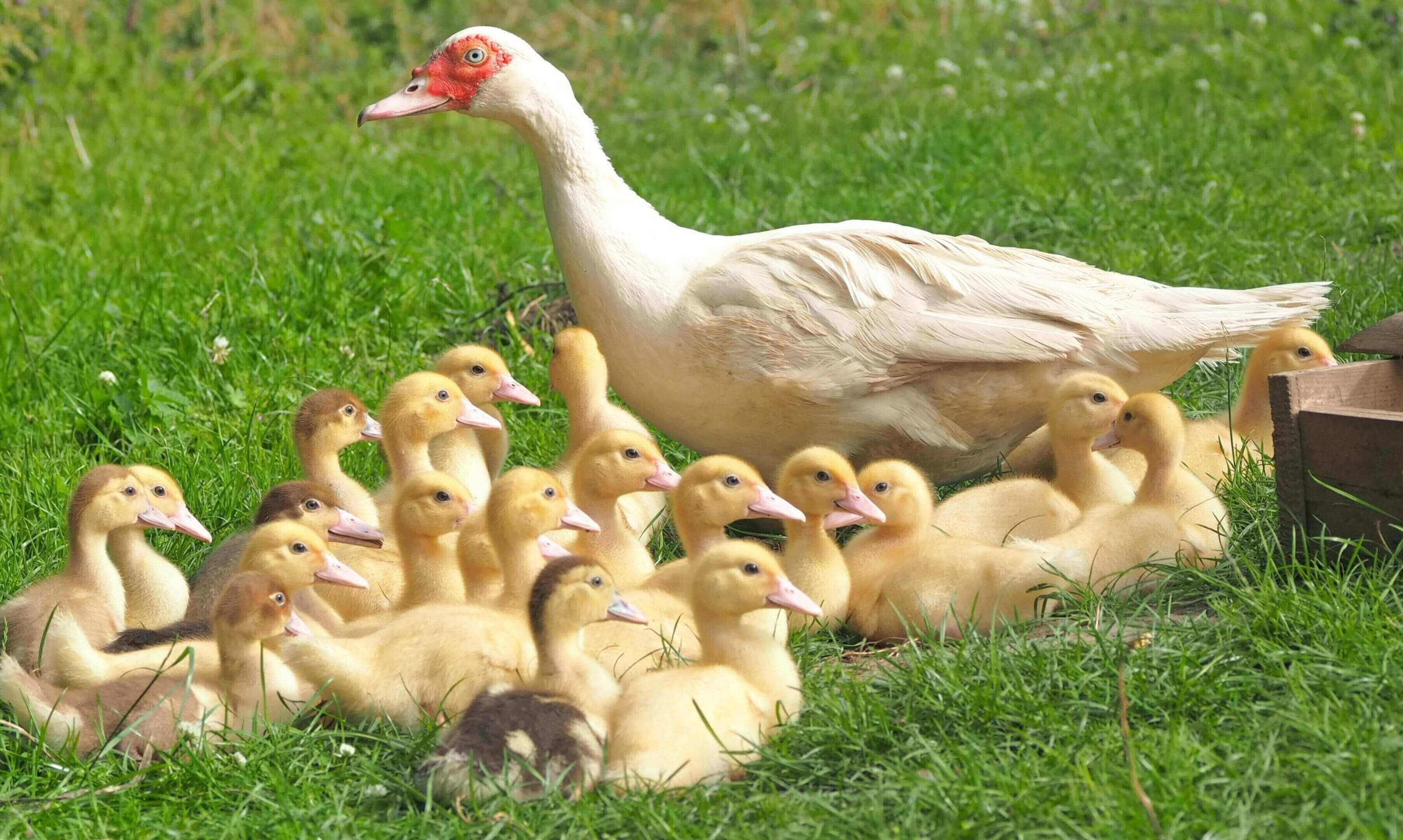 A duck and her ducklings in the grass.