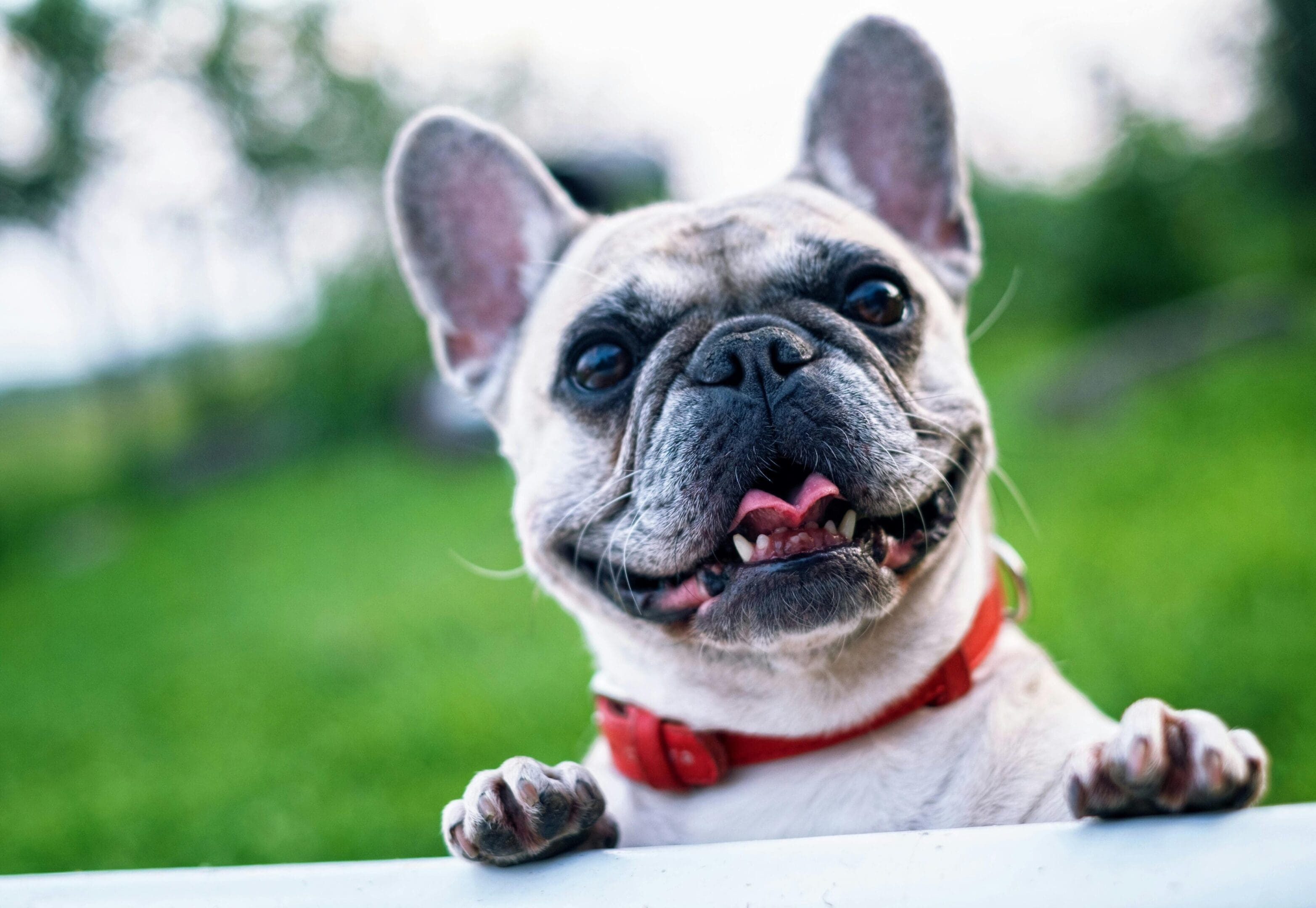 A close up of a dog with its mouth open
