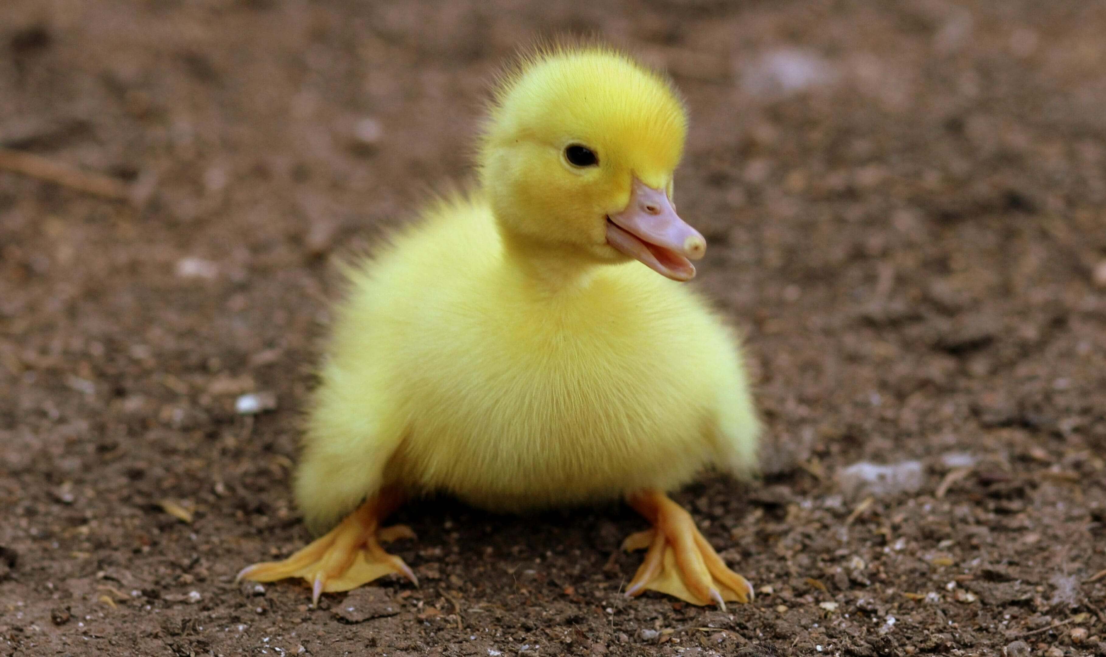 A yellow duck sitting on top of dirt.
