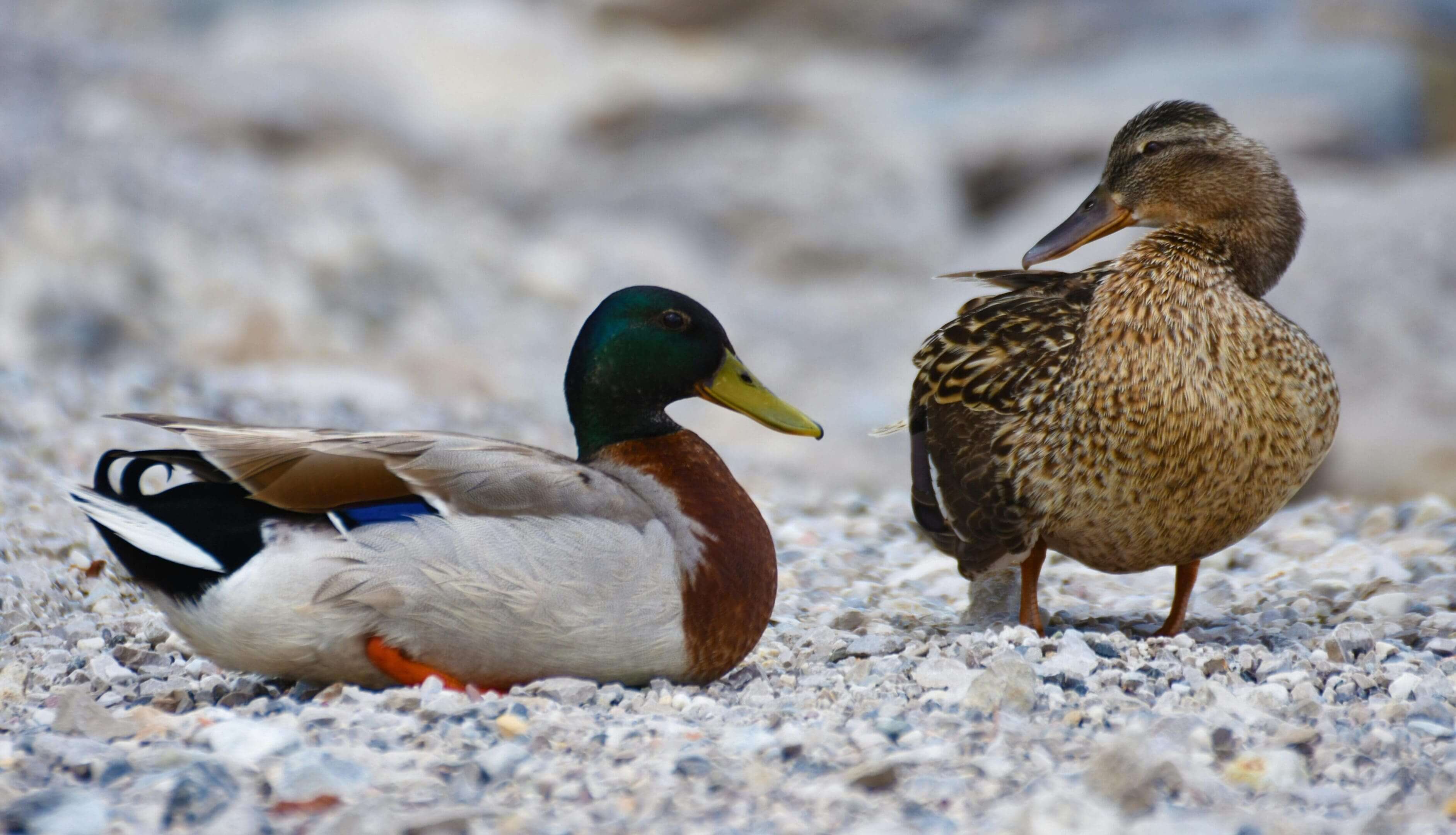 Two ducks are sitting on the ground near each other.