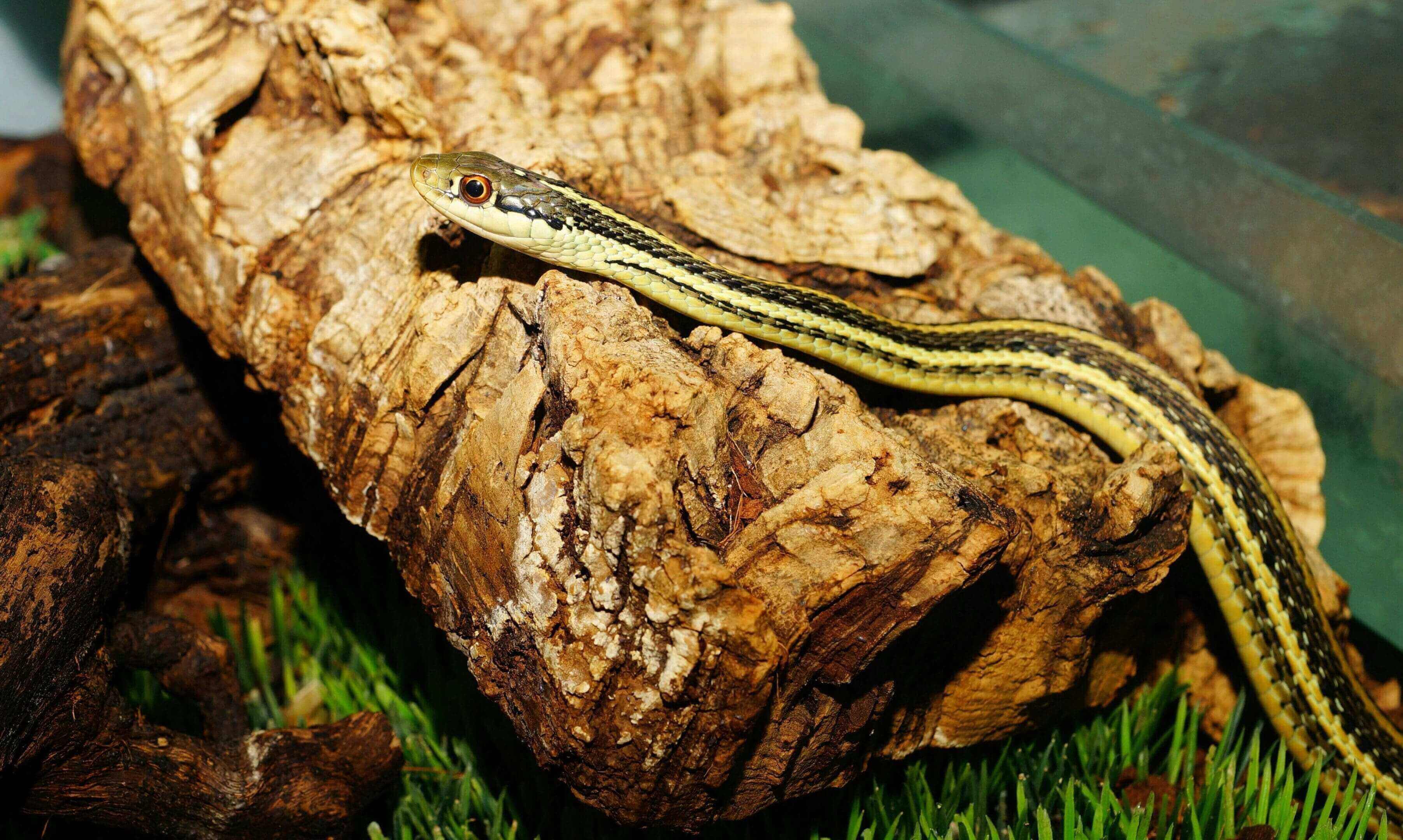 A snake is sitting on the ground in front of some rocks.