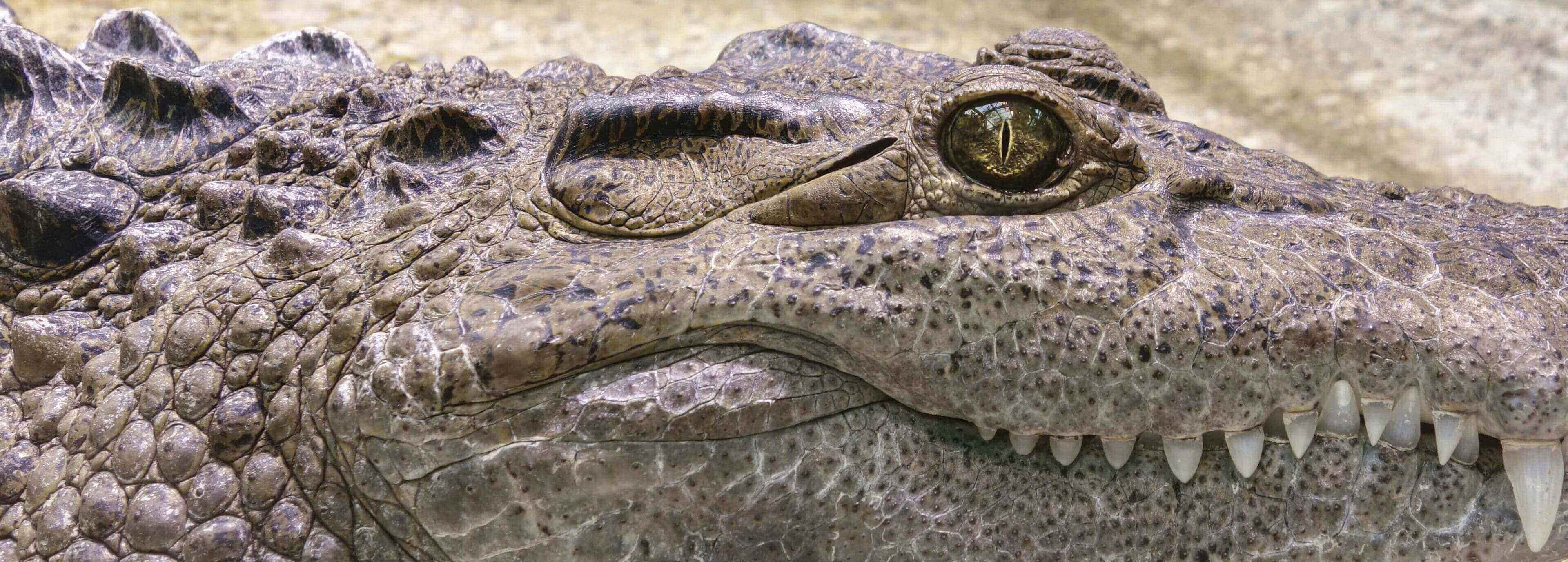 Close-up of a crocodile's eye and jaw.