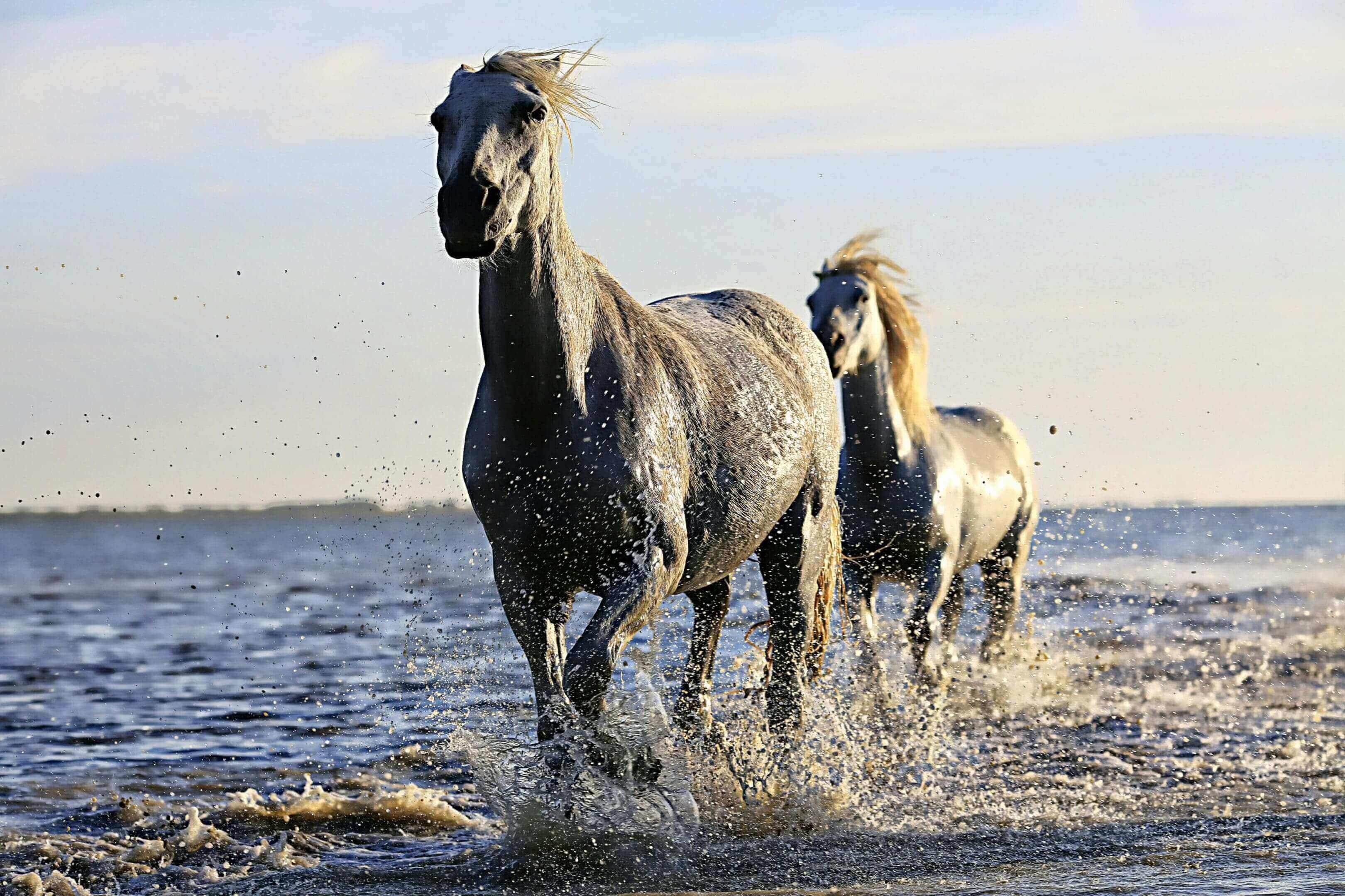 Two horses running through water on a beach.