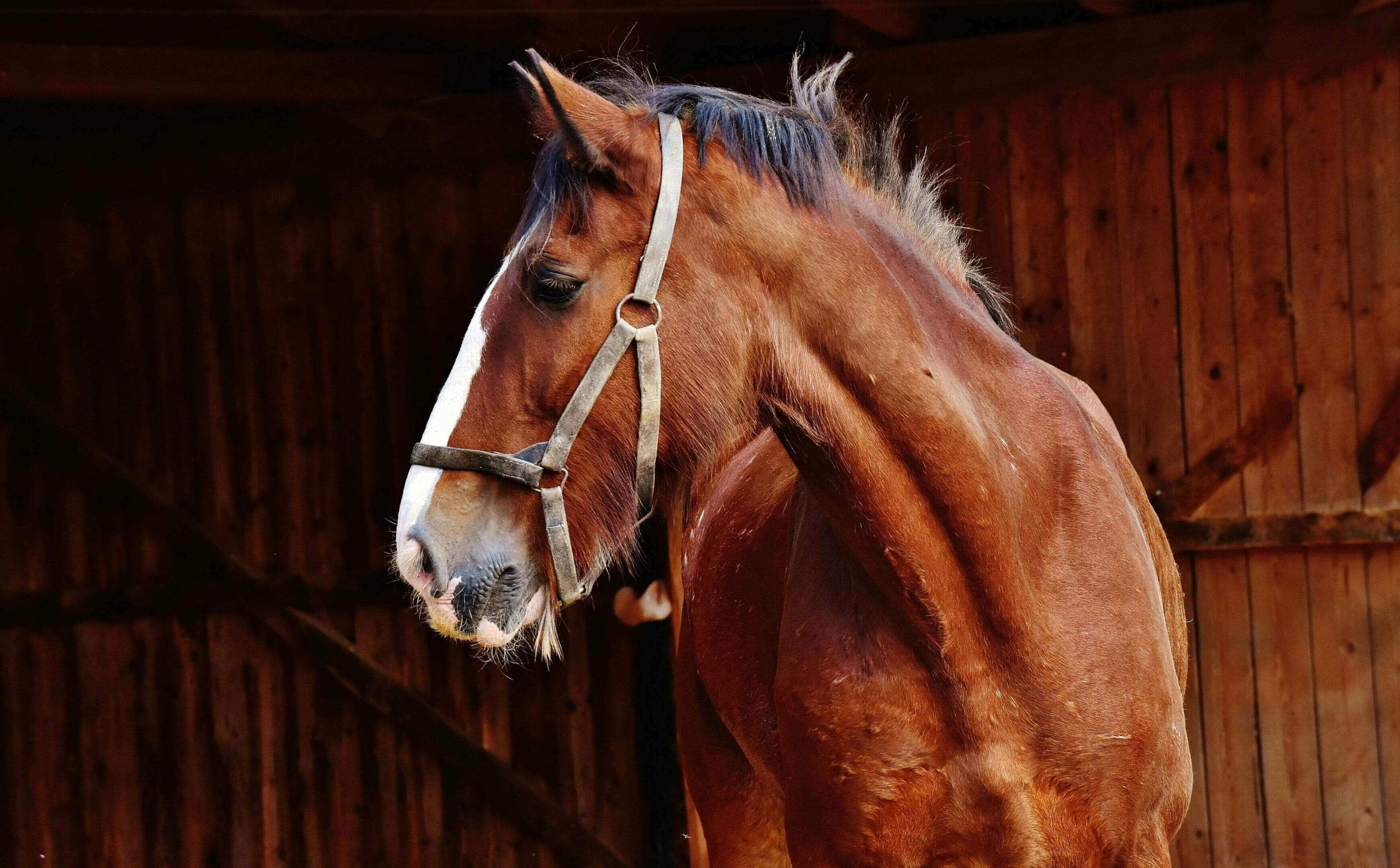 A horse with a white bridle is standing in front of a wooden wall.