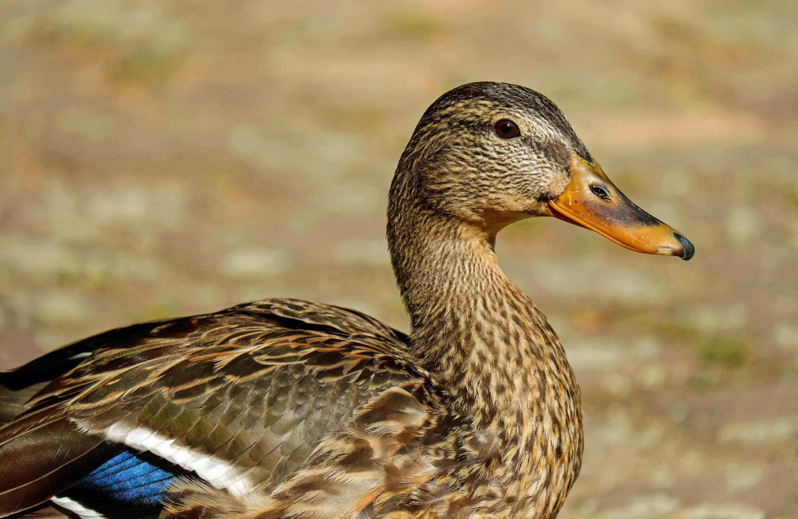 A duck with blue feathers on its head.