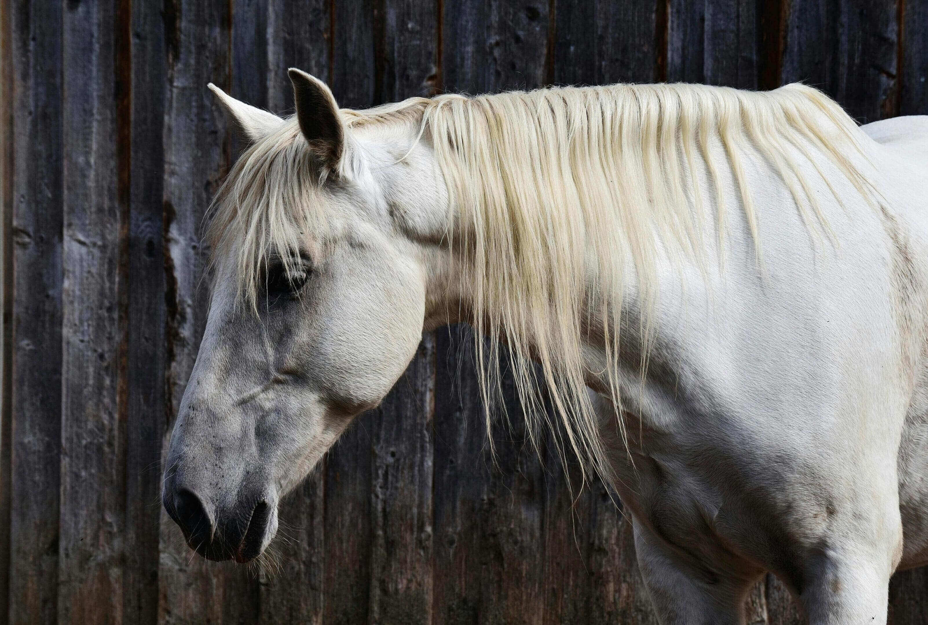 A white horse standing in front of a wooden fence.
