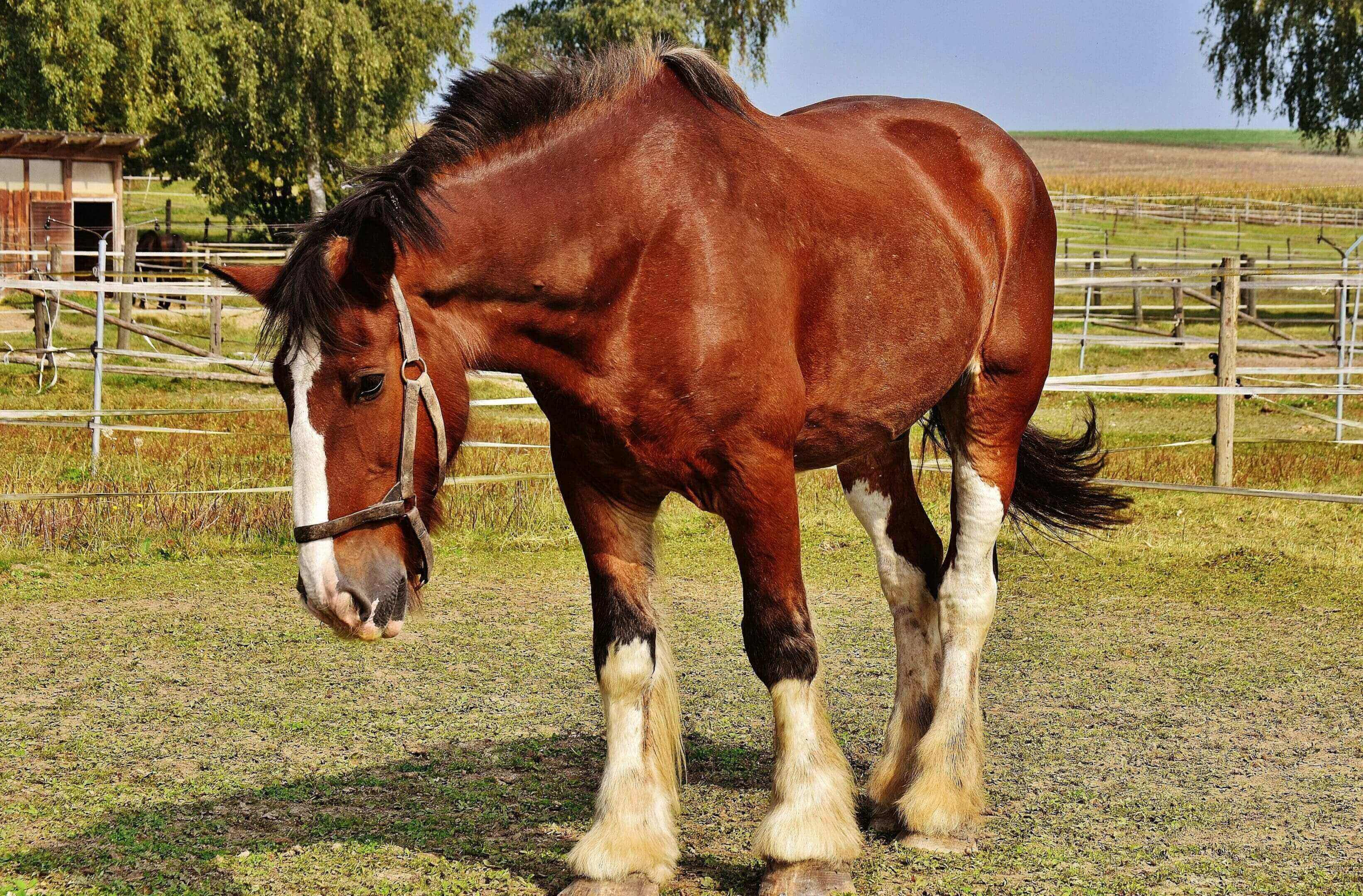 A horse with long legs and a white mane.