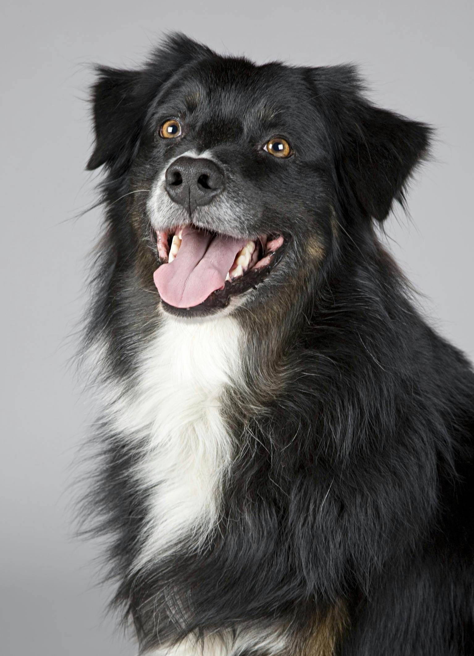 A black and white dog with its tongue hanging out.