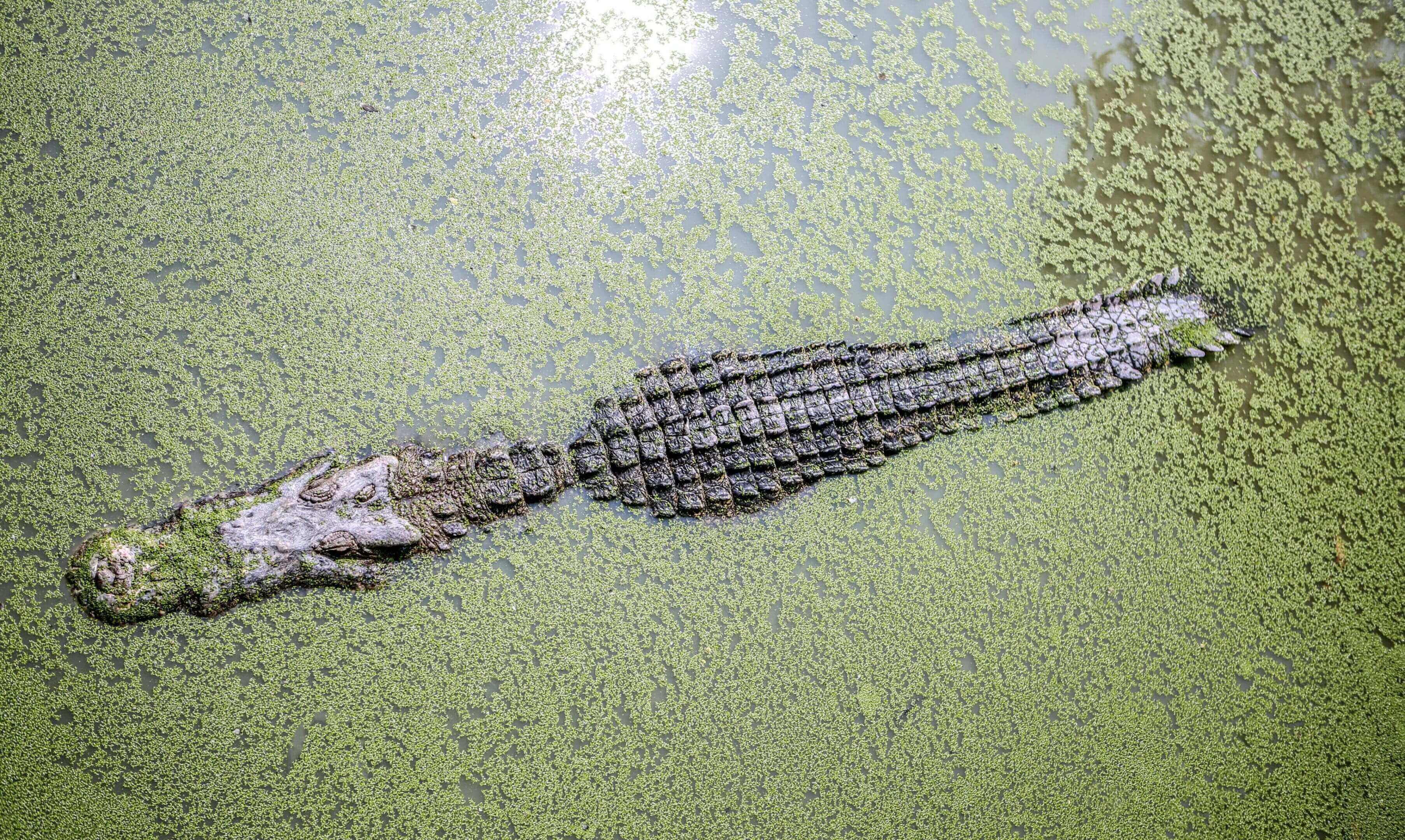 A small alligator is laying on the ground.