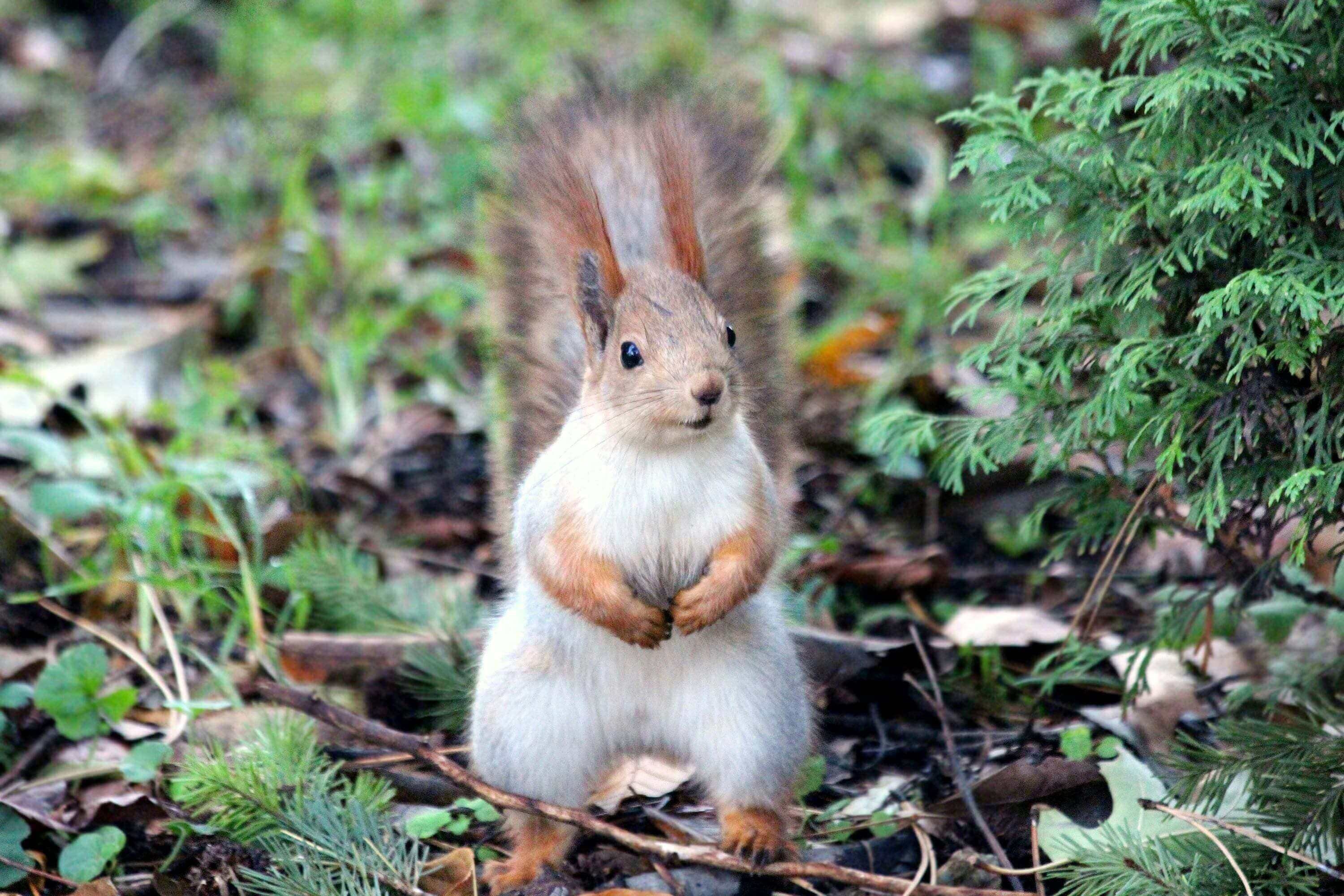A squirrel is standing in the grass.
