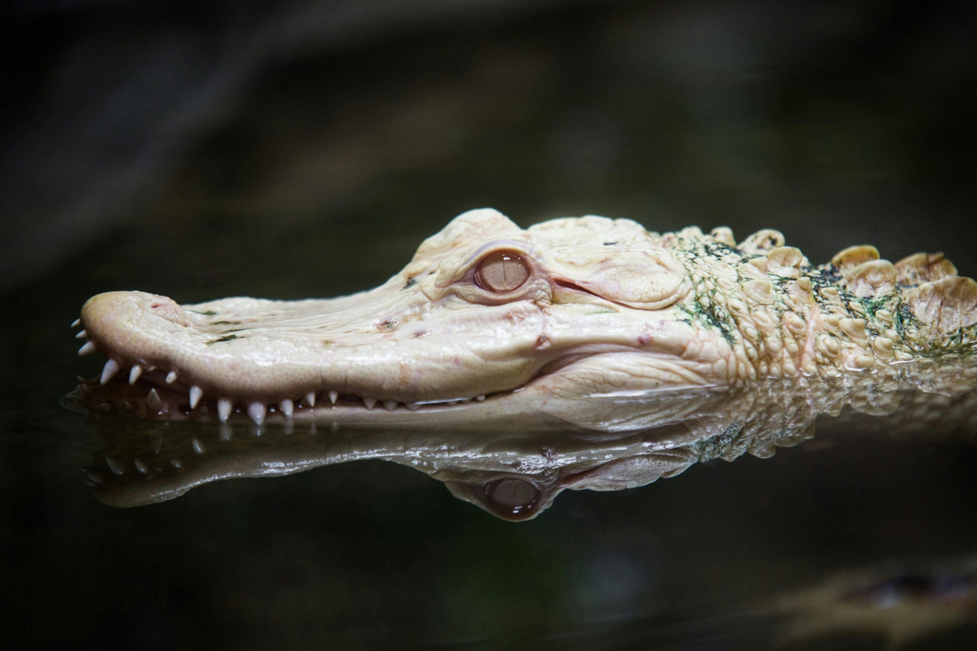 A close up of an alligator 's head in water.