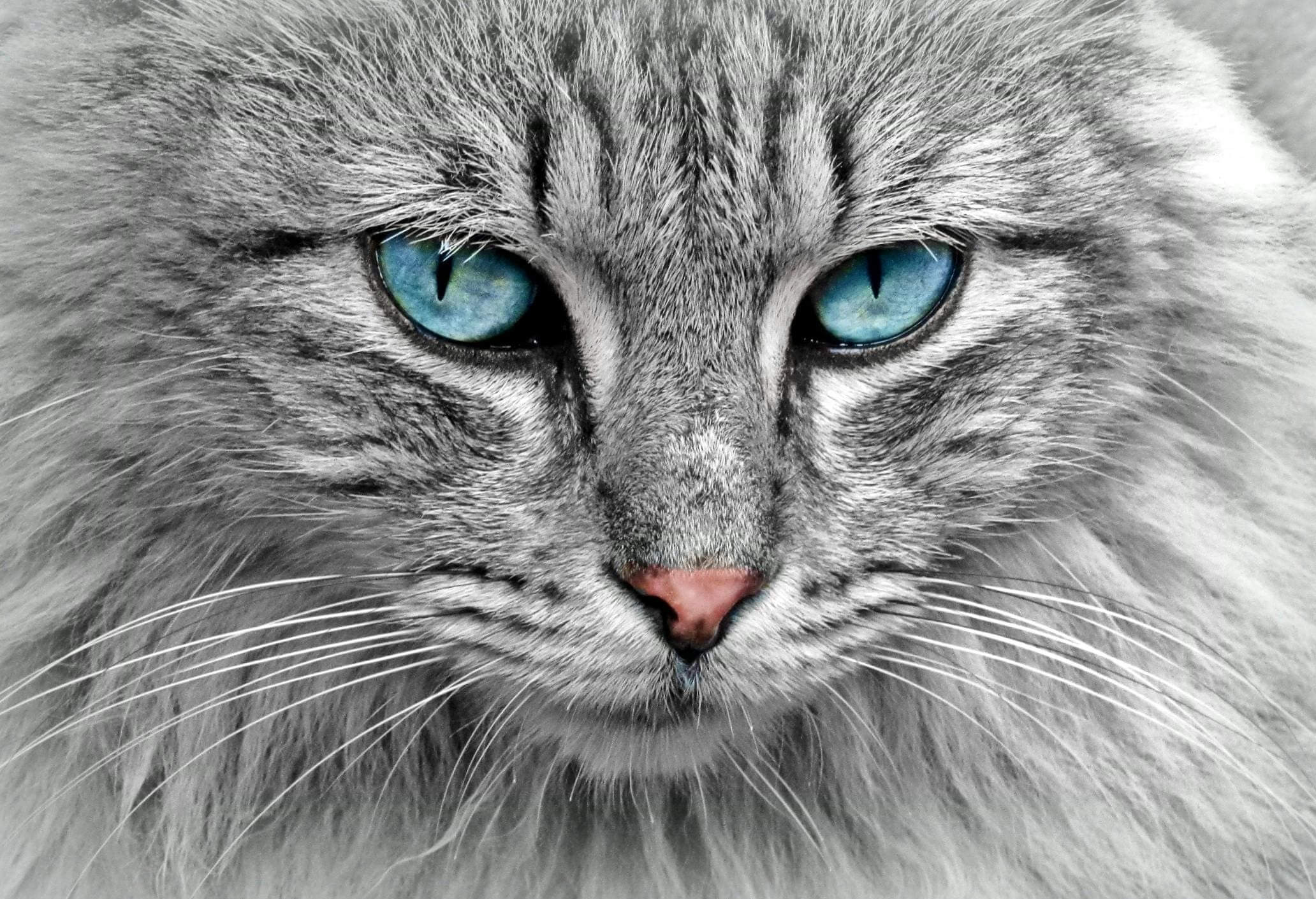 A close up of the face of a cat