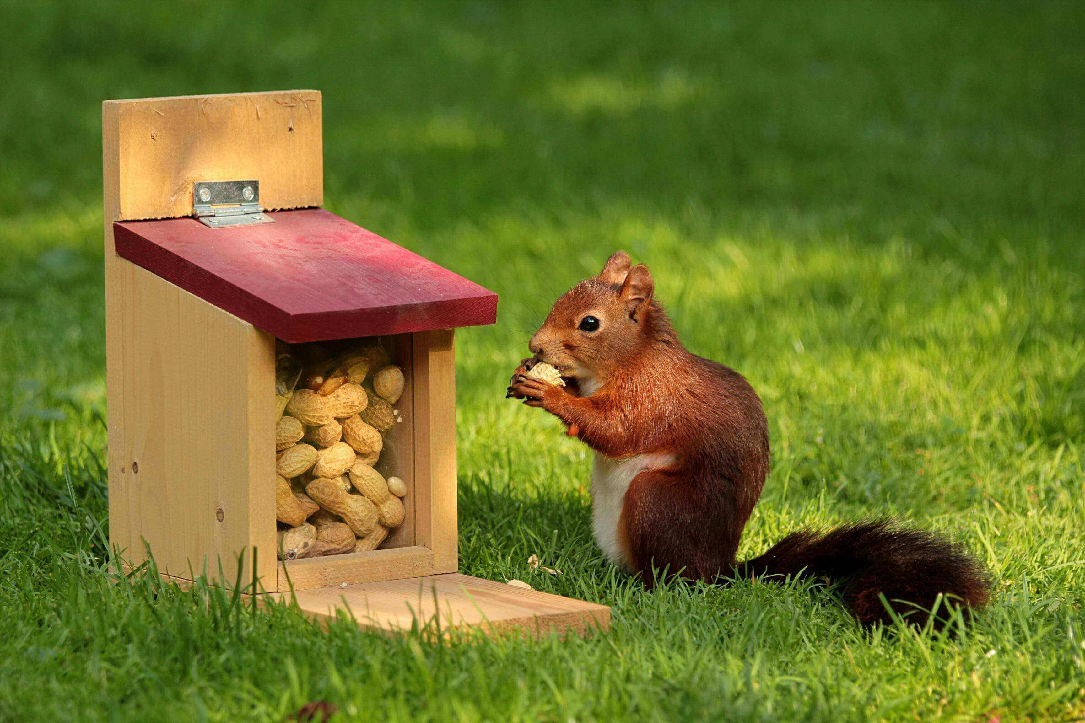 A squirrel eating peanuts out of a wooden box.