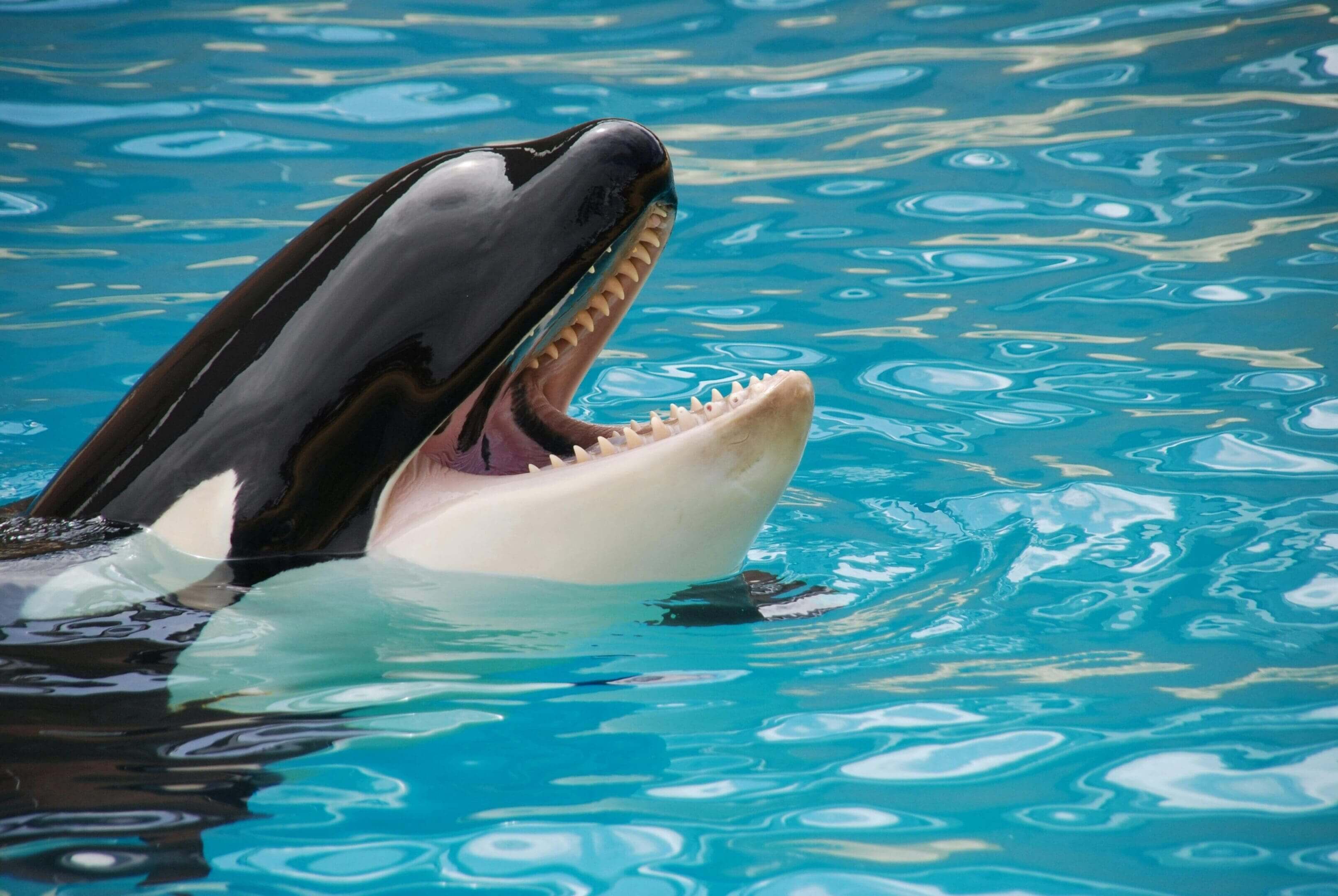 A close up of an orca in the water