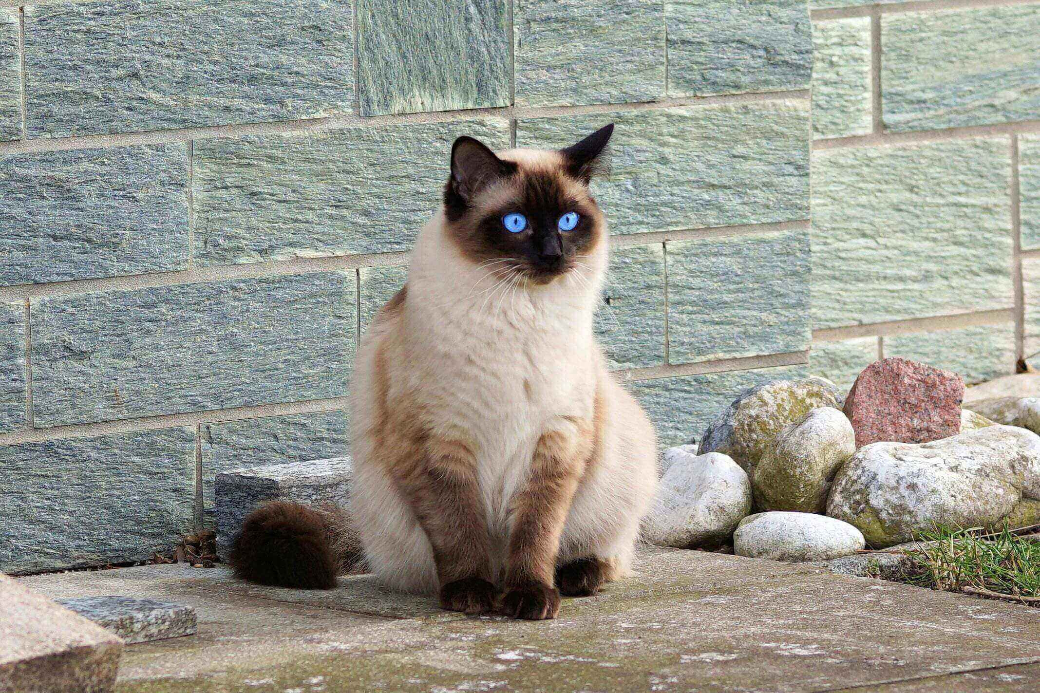 A siamese cat sitting on the ground next to rocks.