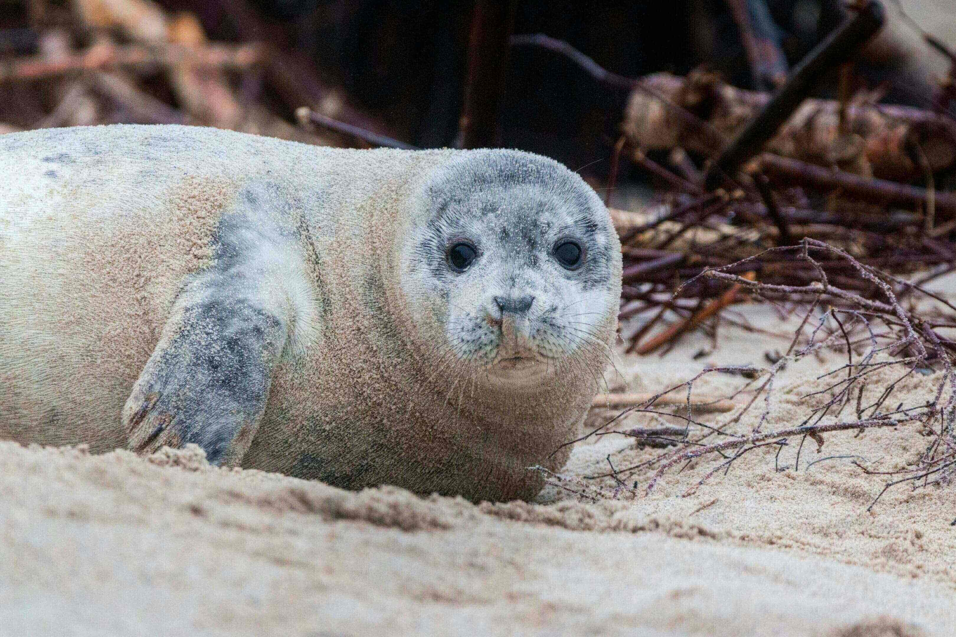 A seal is laying on the beach looking at the camera.