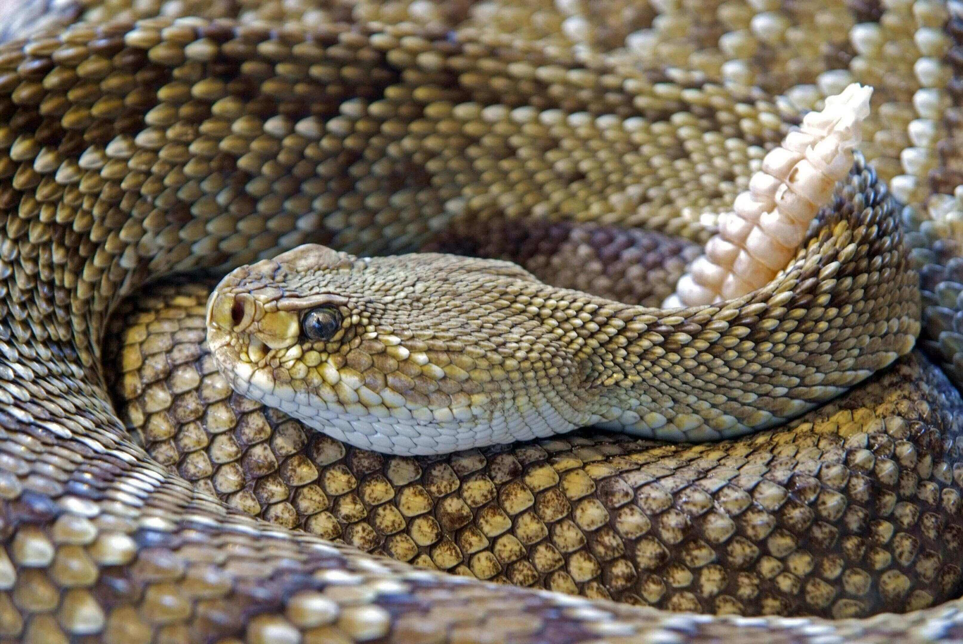 A close up of a snake on its back