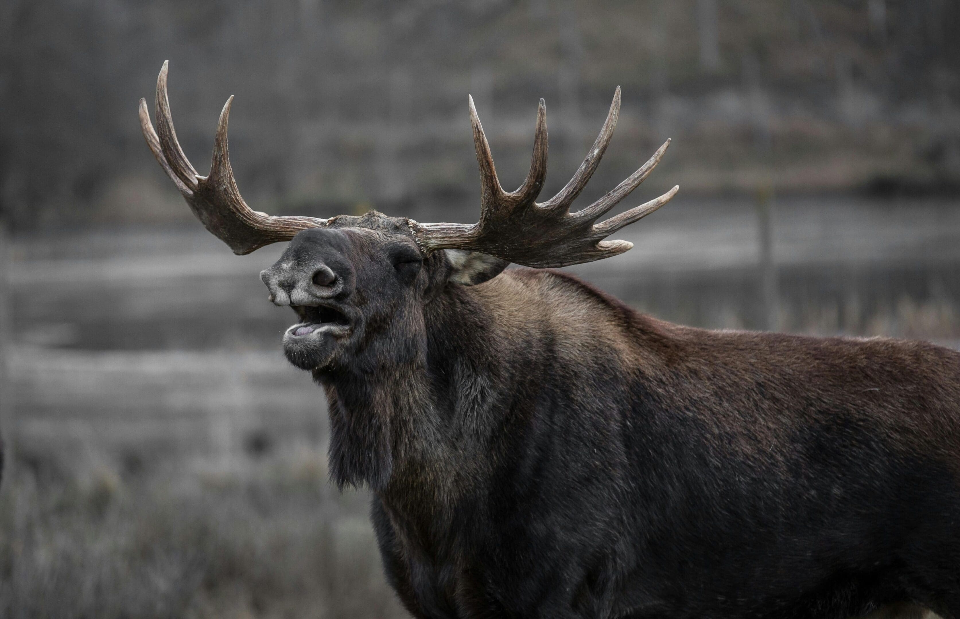 A moose with large antlers is standing in the grass.