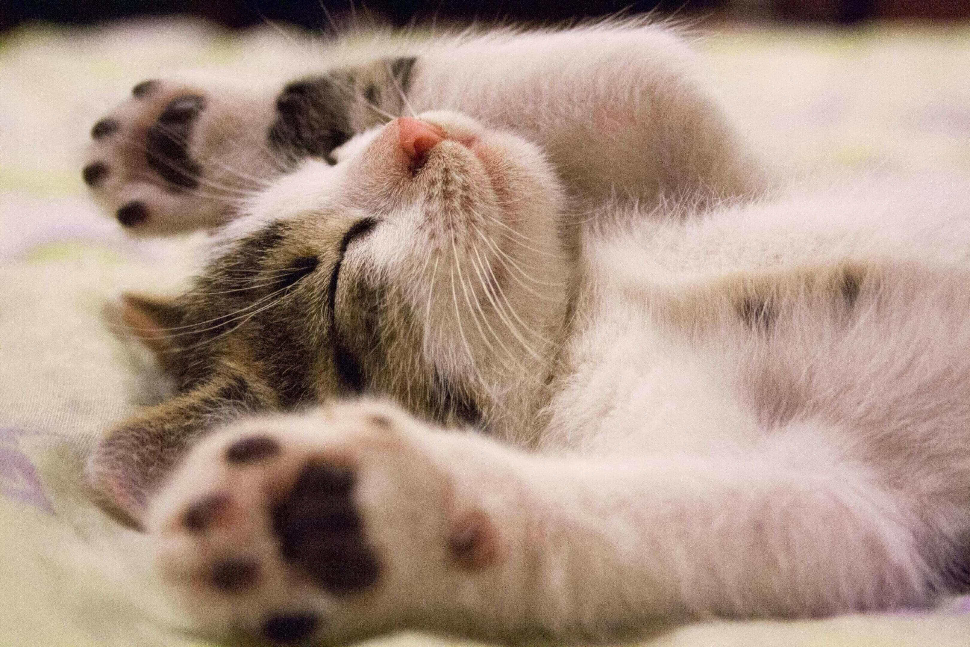 A cat laying on its back with its paws up.