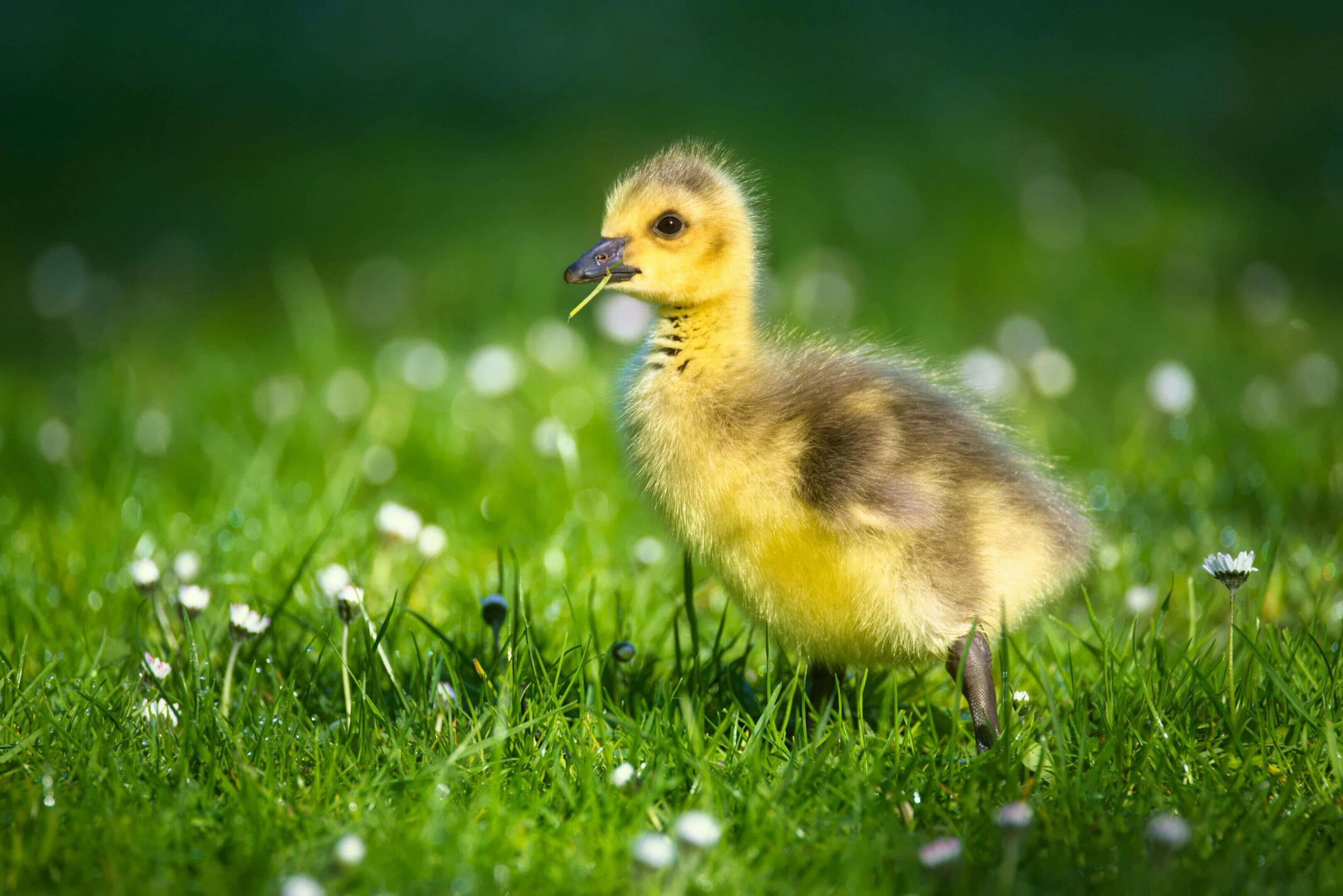 A small yellow bird standing in the grass.