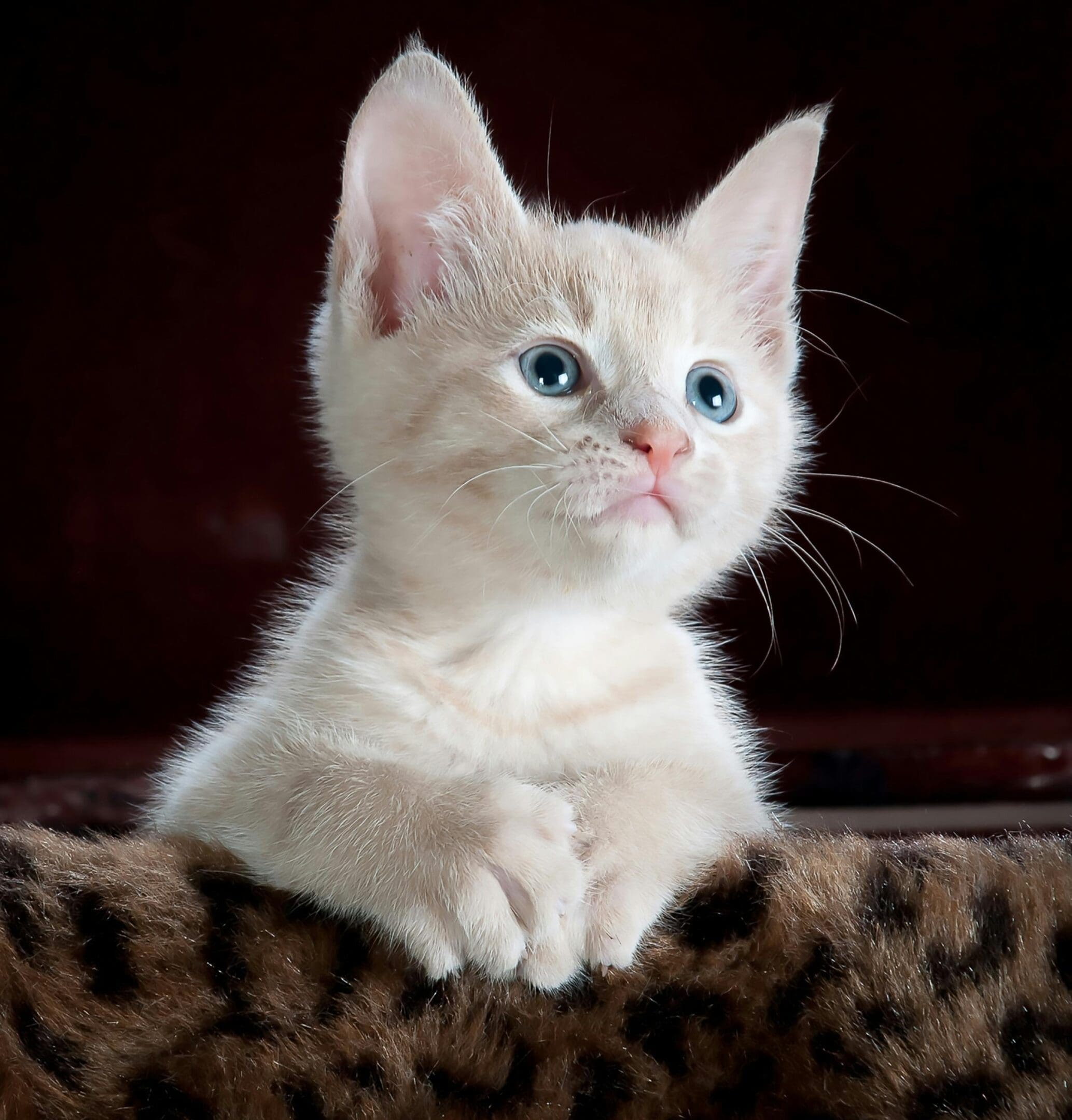 A white cat sitting on top of a leopard print blanket.