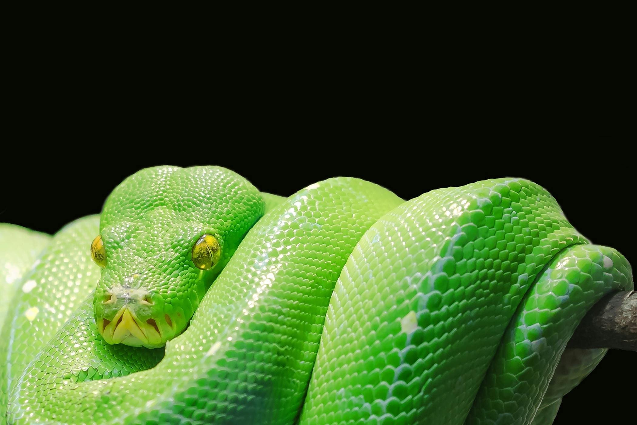 A green snake is curled up on its back.