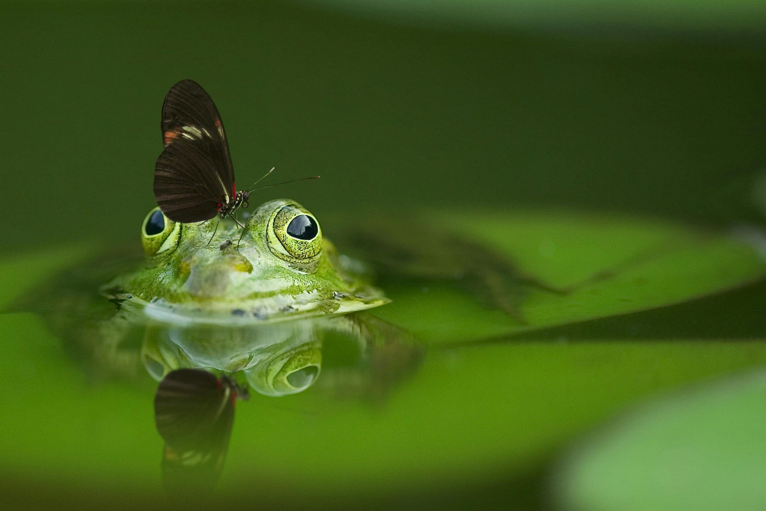 Here's an alt tag for the image: Butterfly on frog in water.