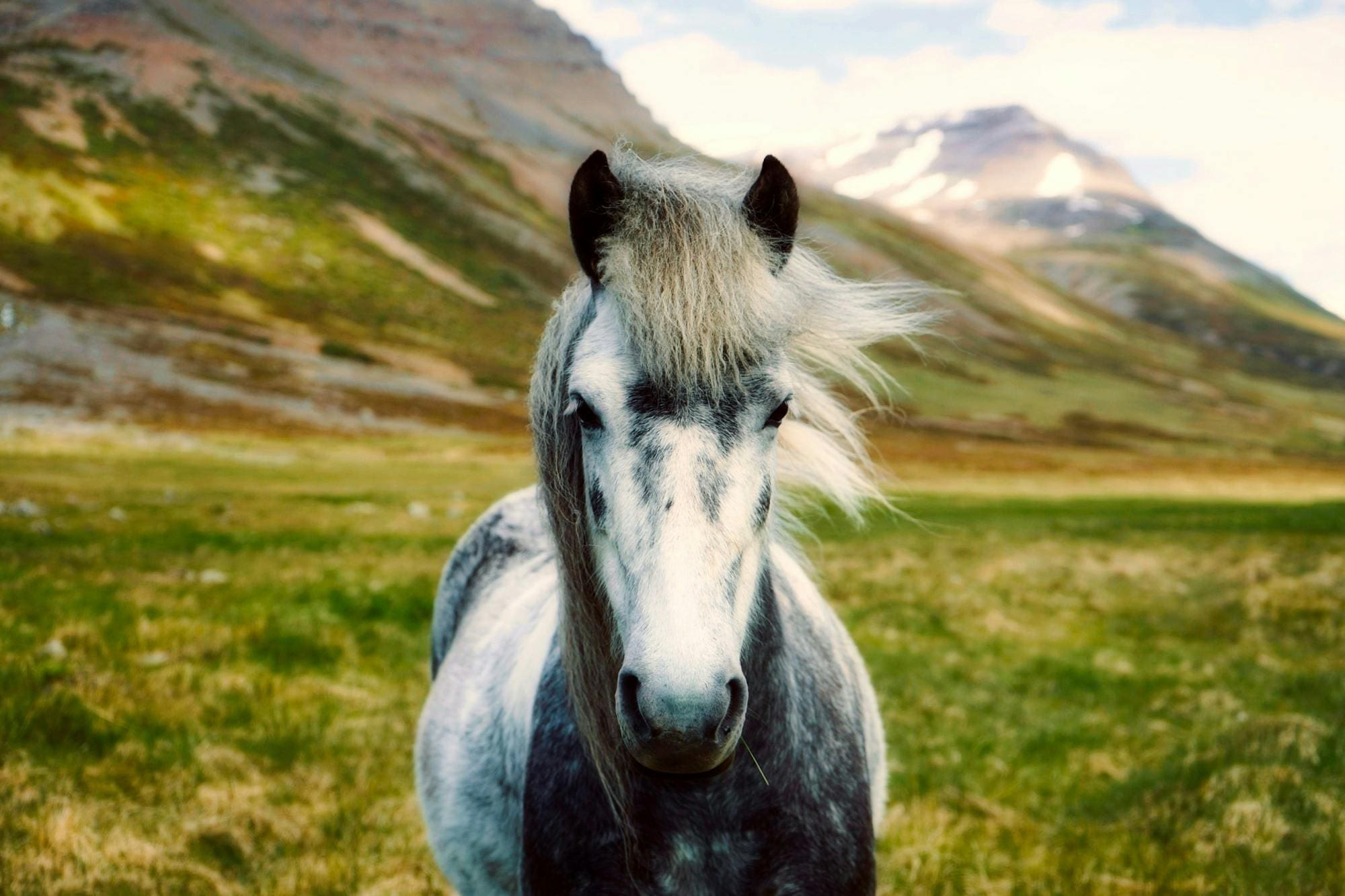 A horse standing in the grass near some mountains.