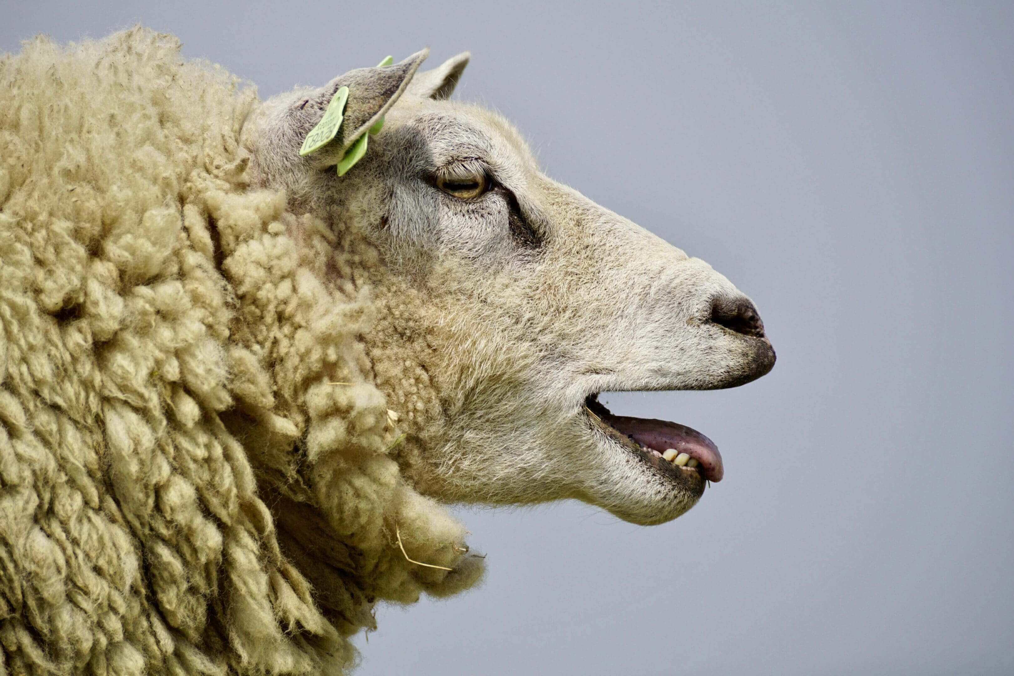 A sheep with its mouth open and it's head turned to the side.