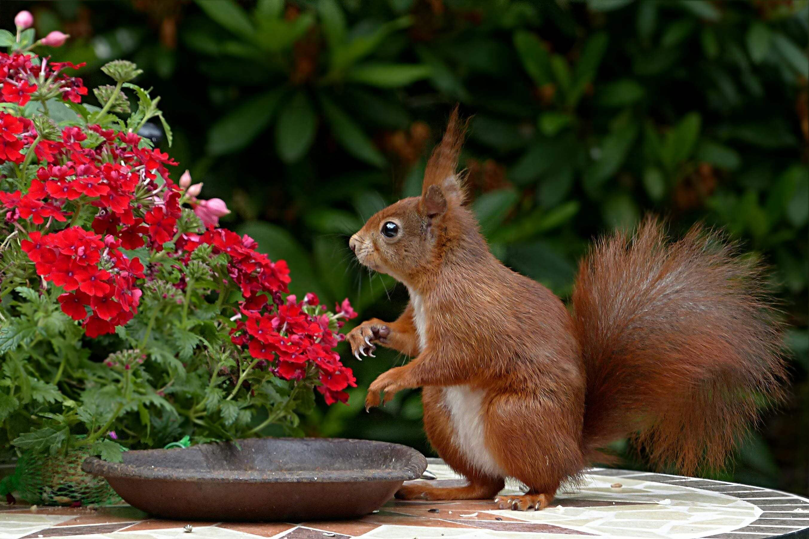 A squirrel standing next to a flower pot.