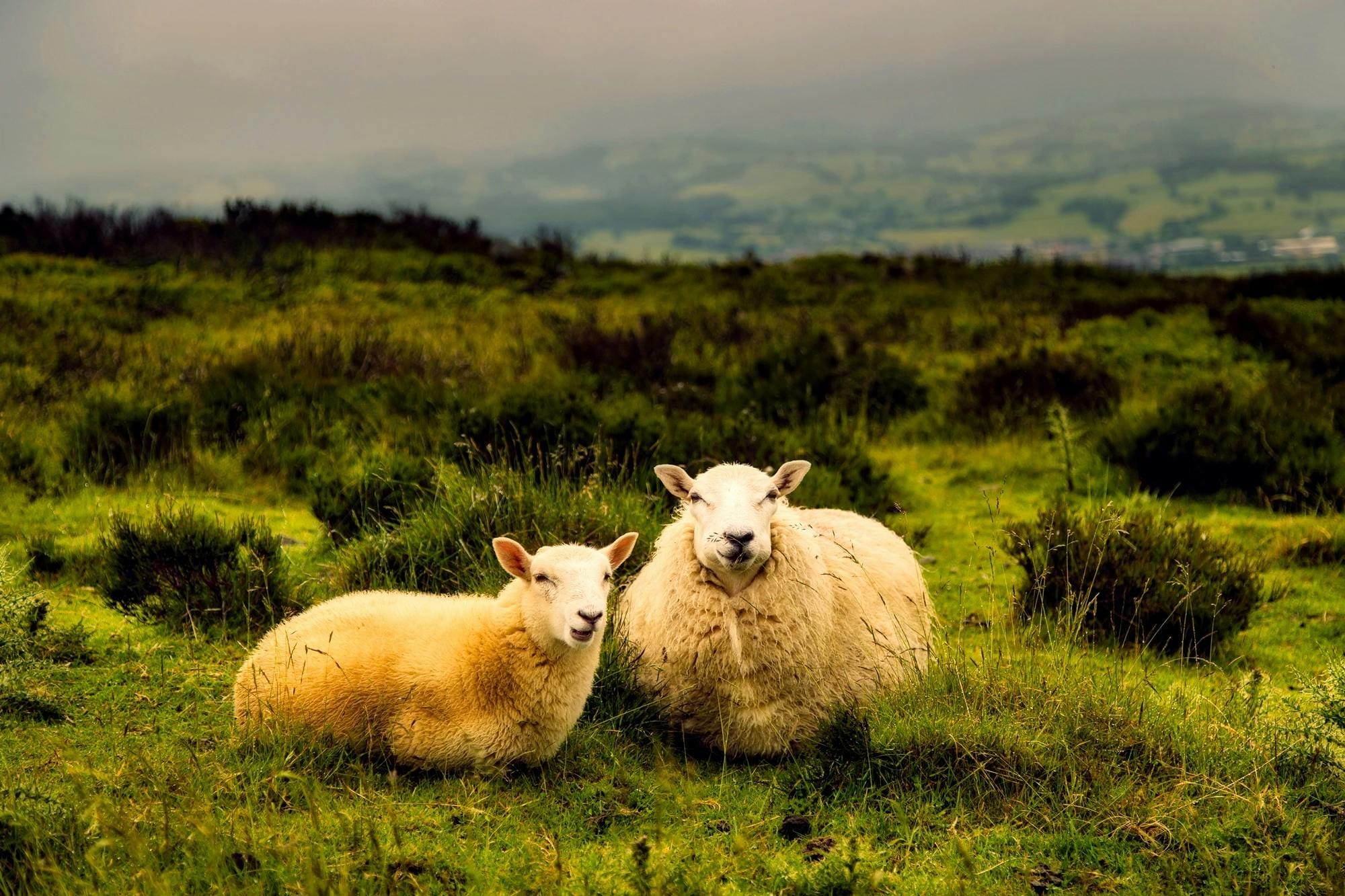 Two sheep are sitting in a field of grass.