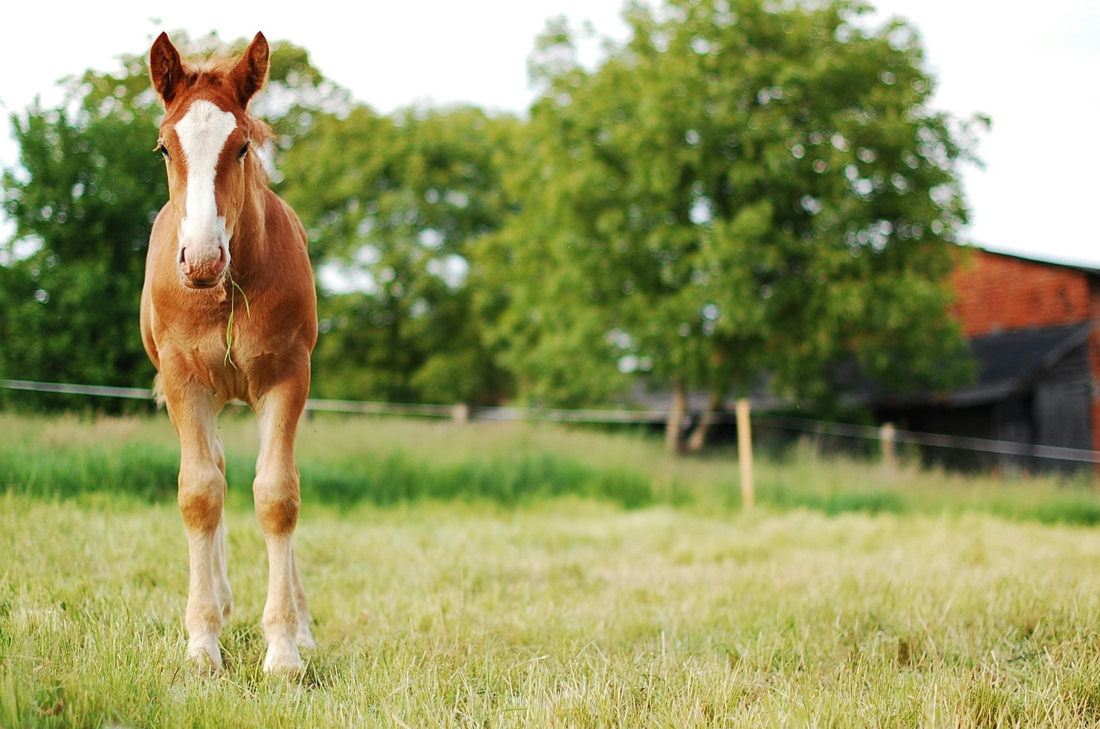 A horse standing in the grass near some trees.